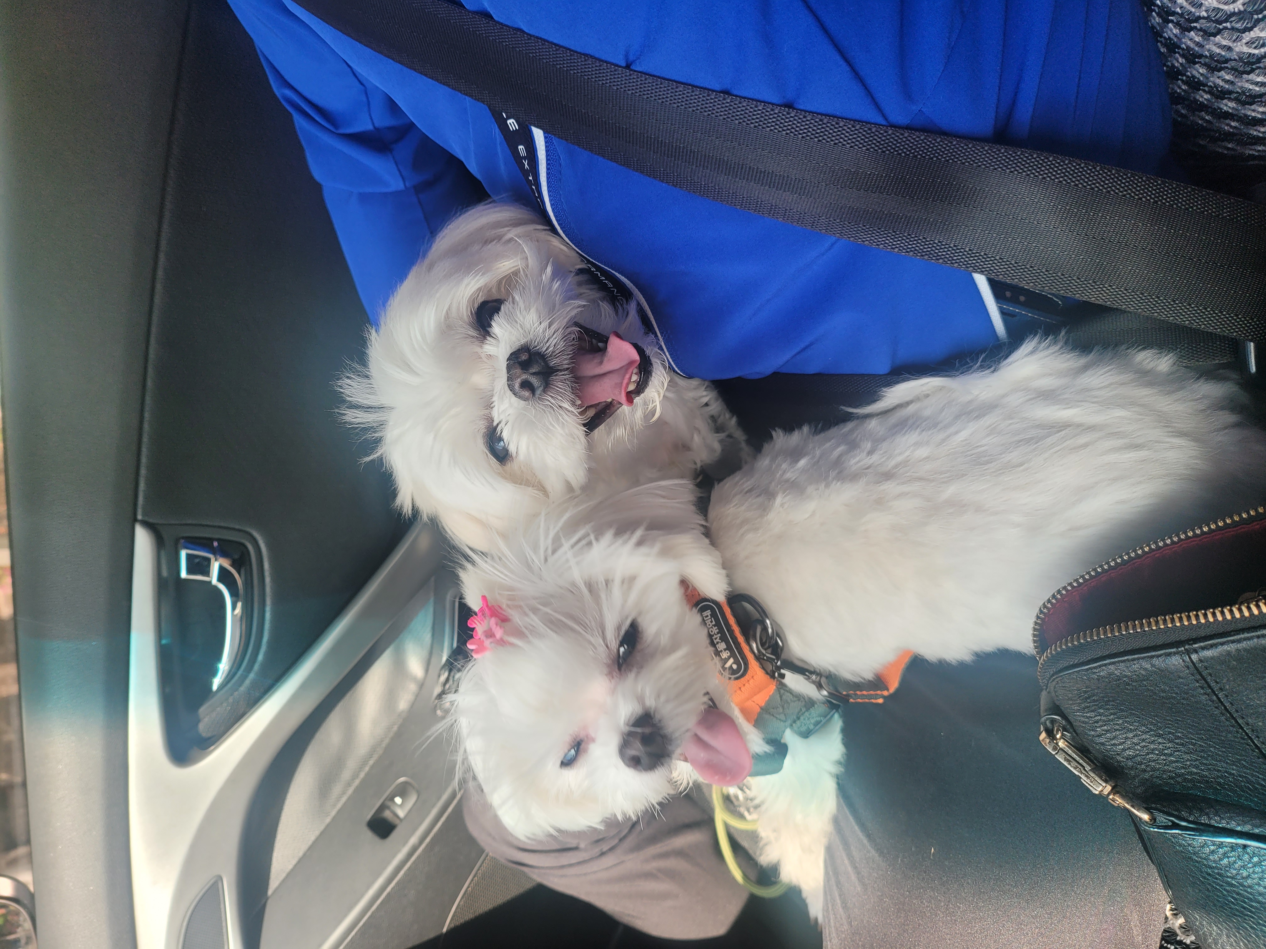 가족이된 길동(3년) 설이(6개월) 이야기