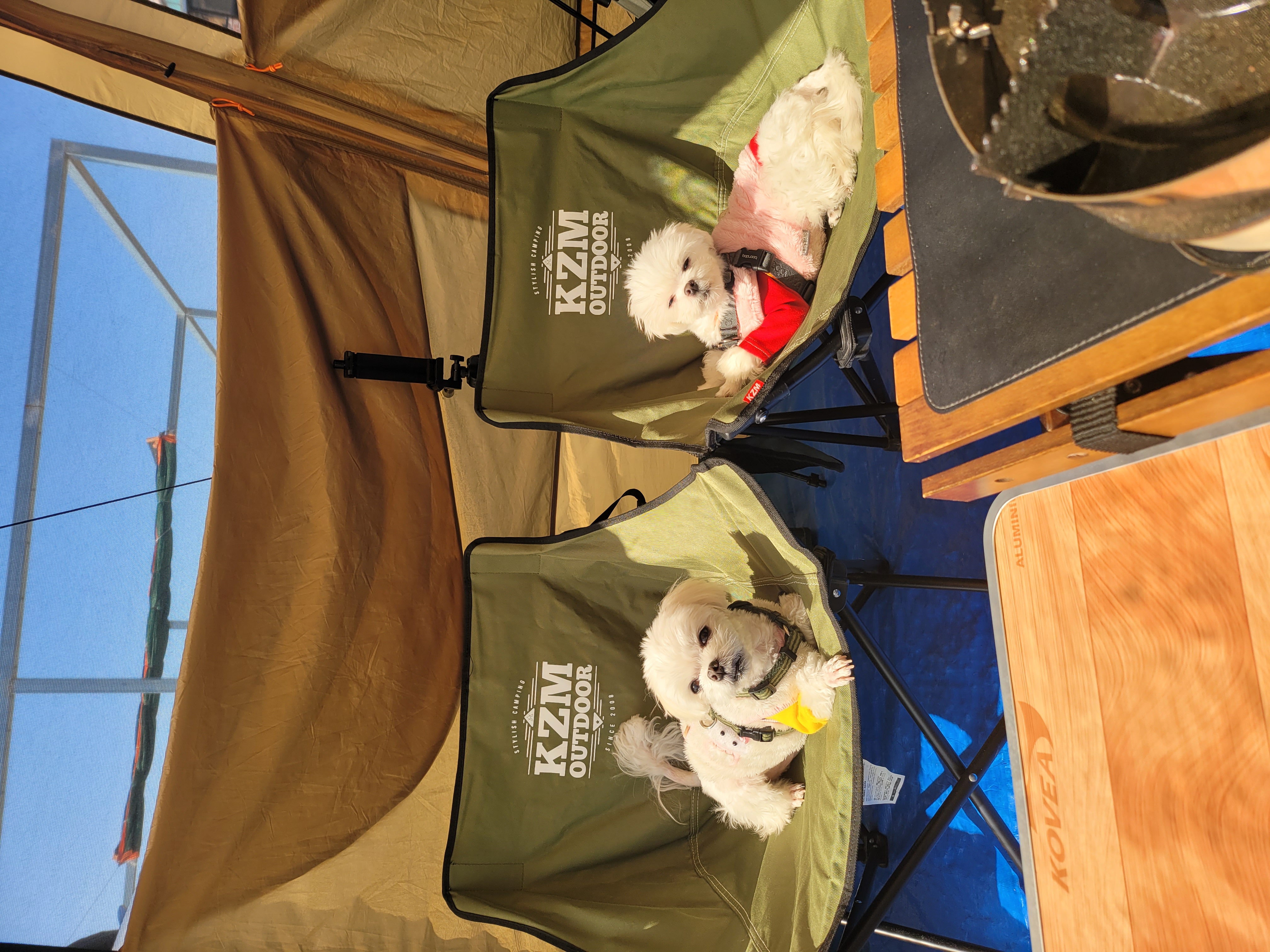 가족이된 길동(3년) 설이(6개월) 이야기