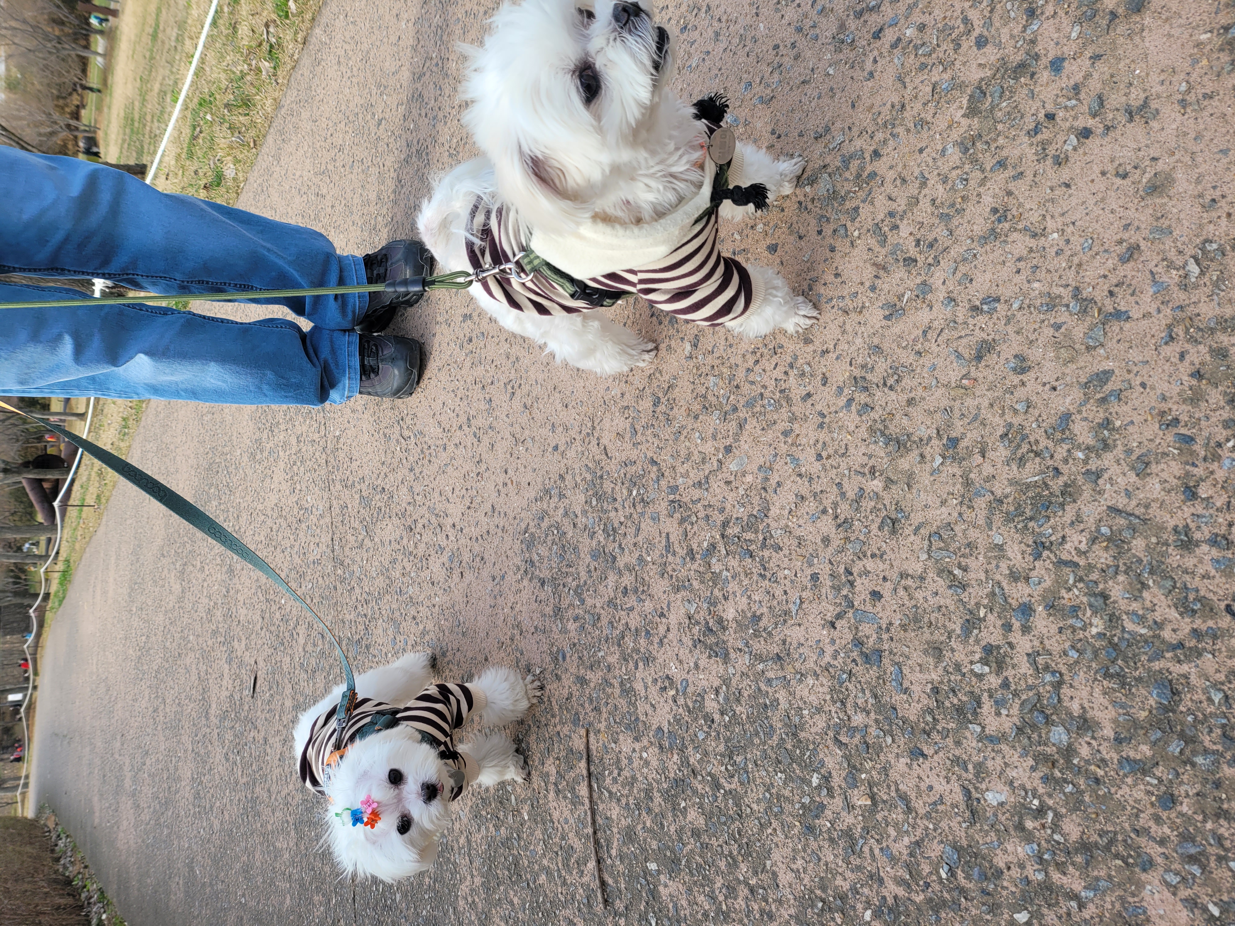 가족이된 길동(3년) 설이(6개월) 이야기