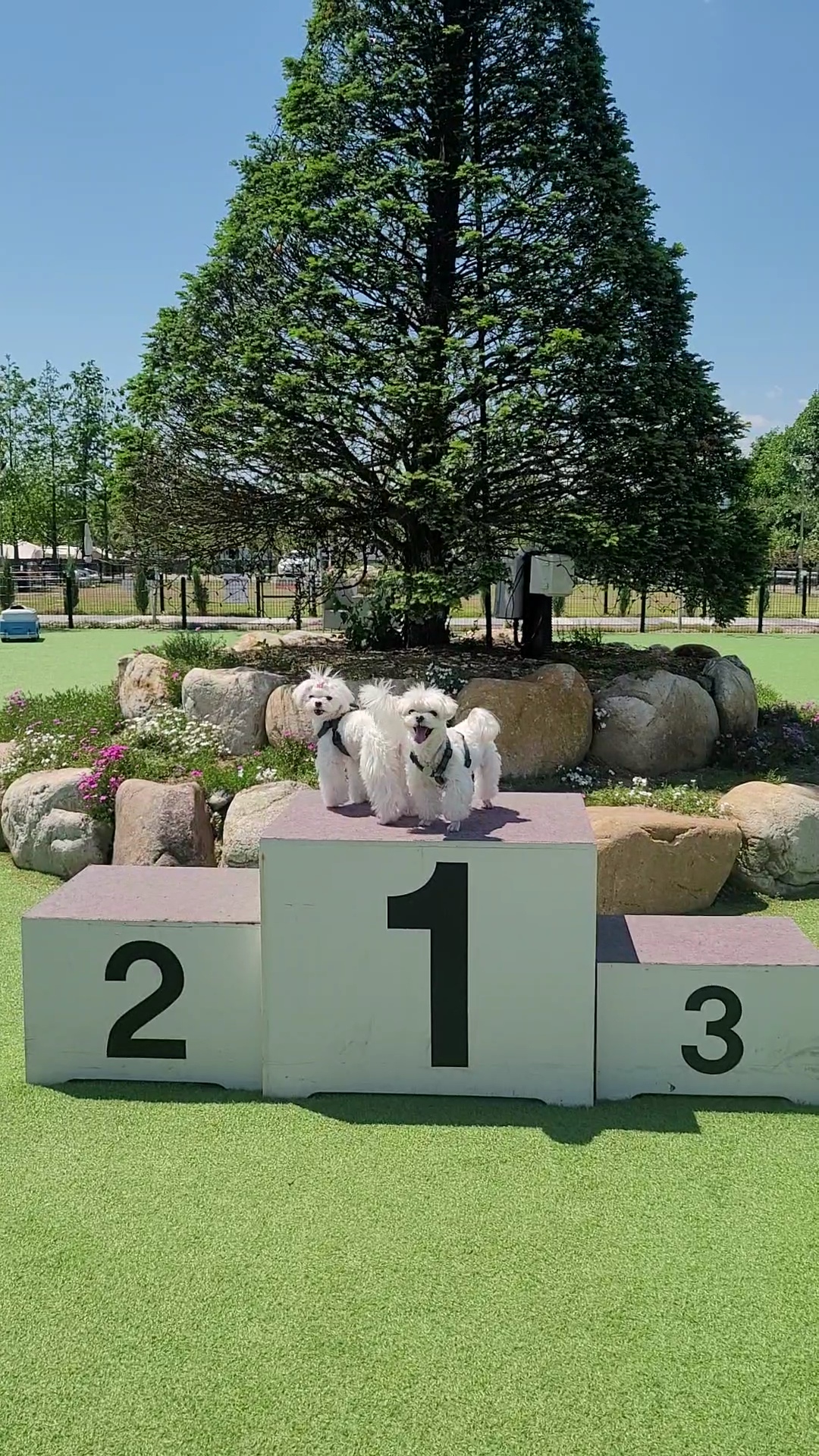 가족이된 길동(3년) 설이(6개월) 이야기