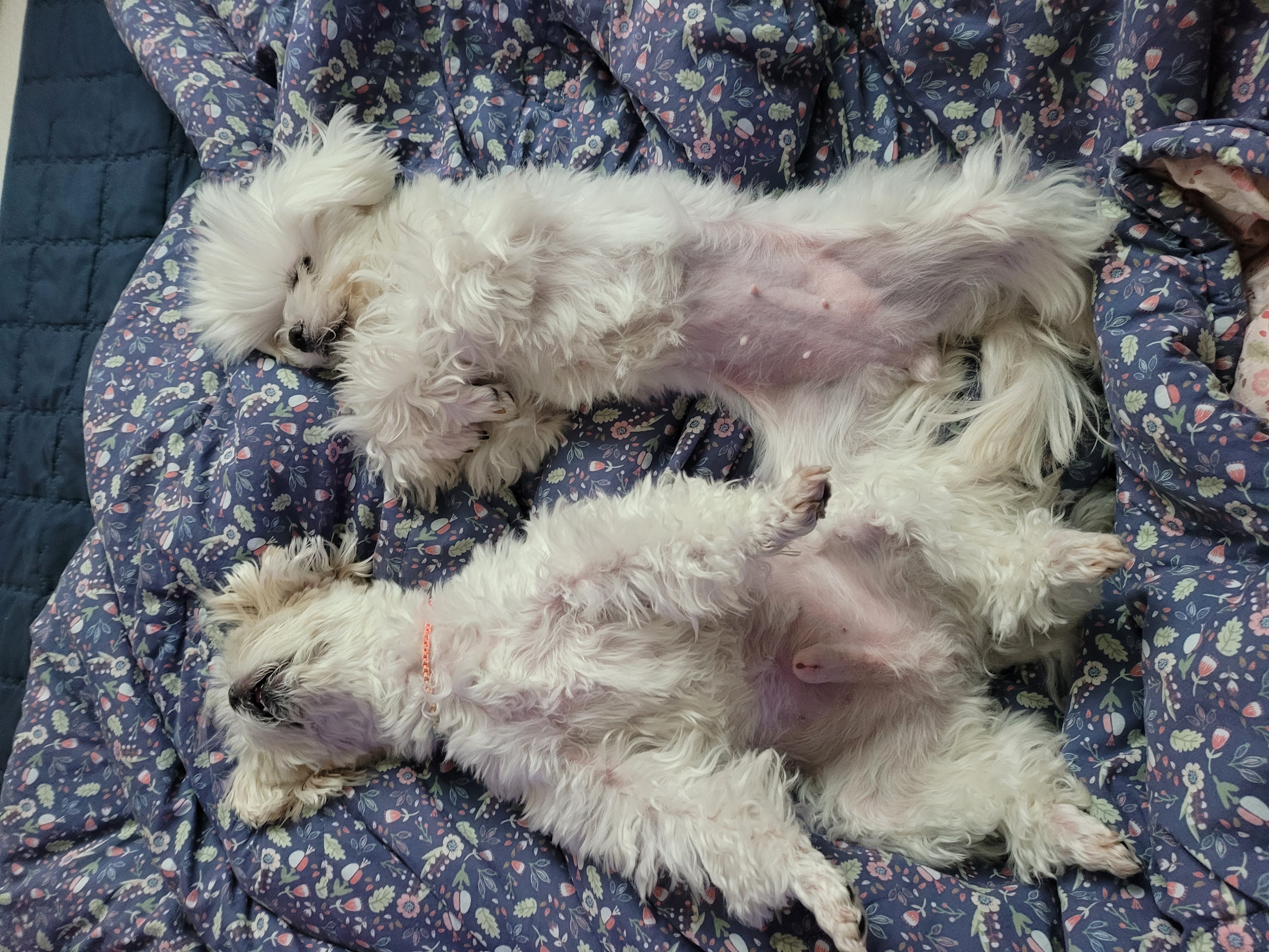 가족이된 길동(3년) 설이(6개월) 이야기