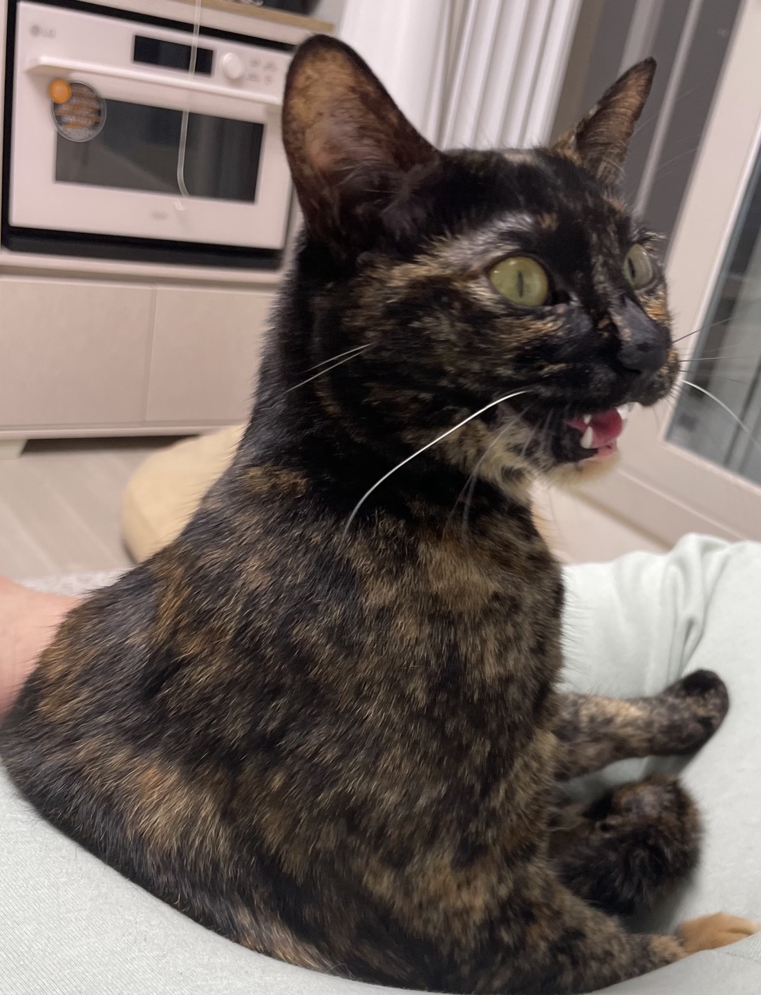 고롱이와 1주년 ❤️