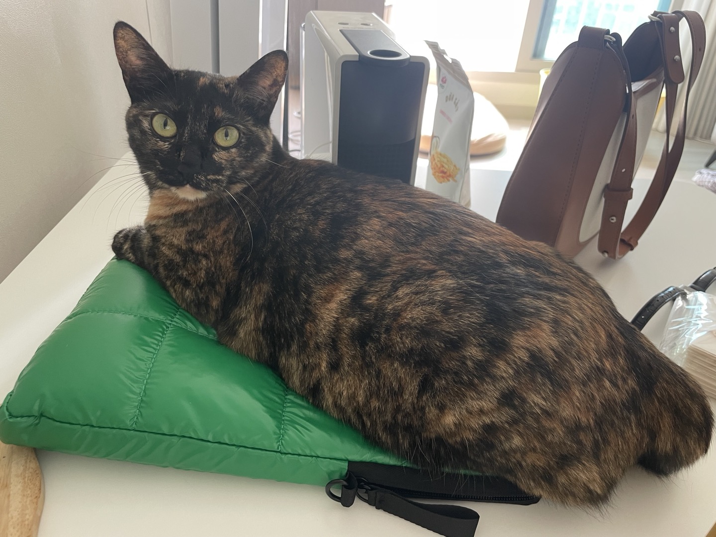 고롱이와 1주년 ❤️