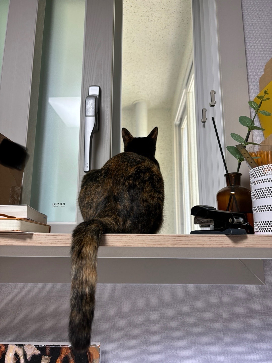 고롱이와 1주년 ❤️