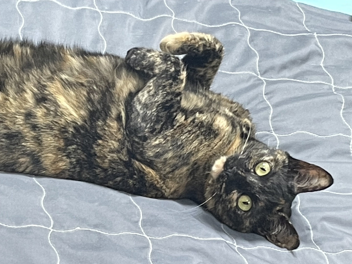 고롱이와 1주년 ❤️