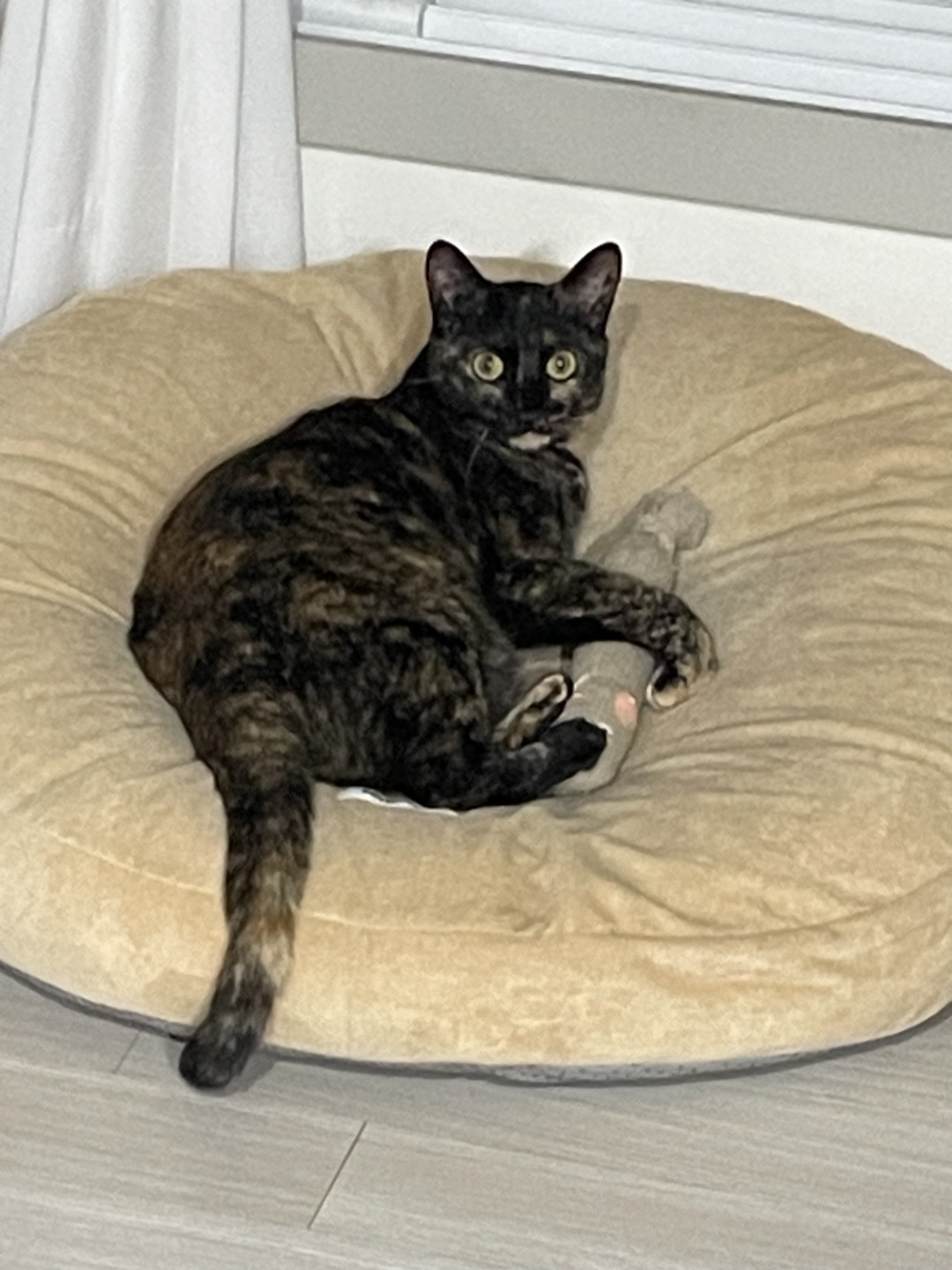 고롱이와 1주년 ❤️