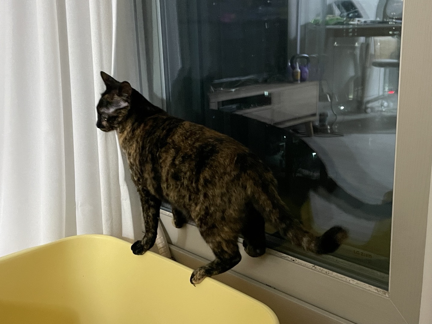 고롱이와 1주년 ❤️