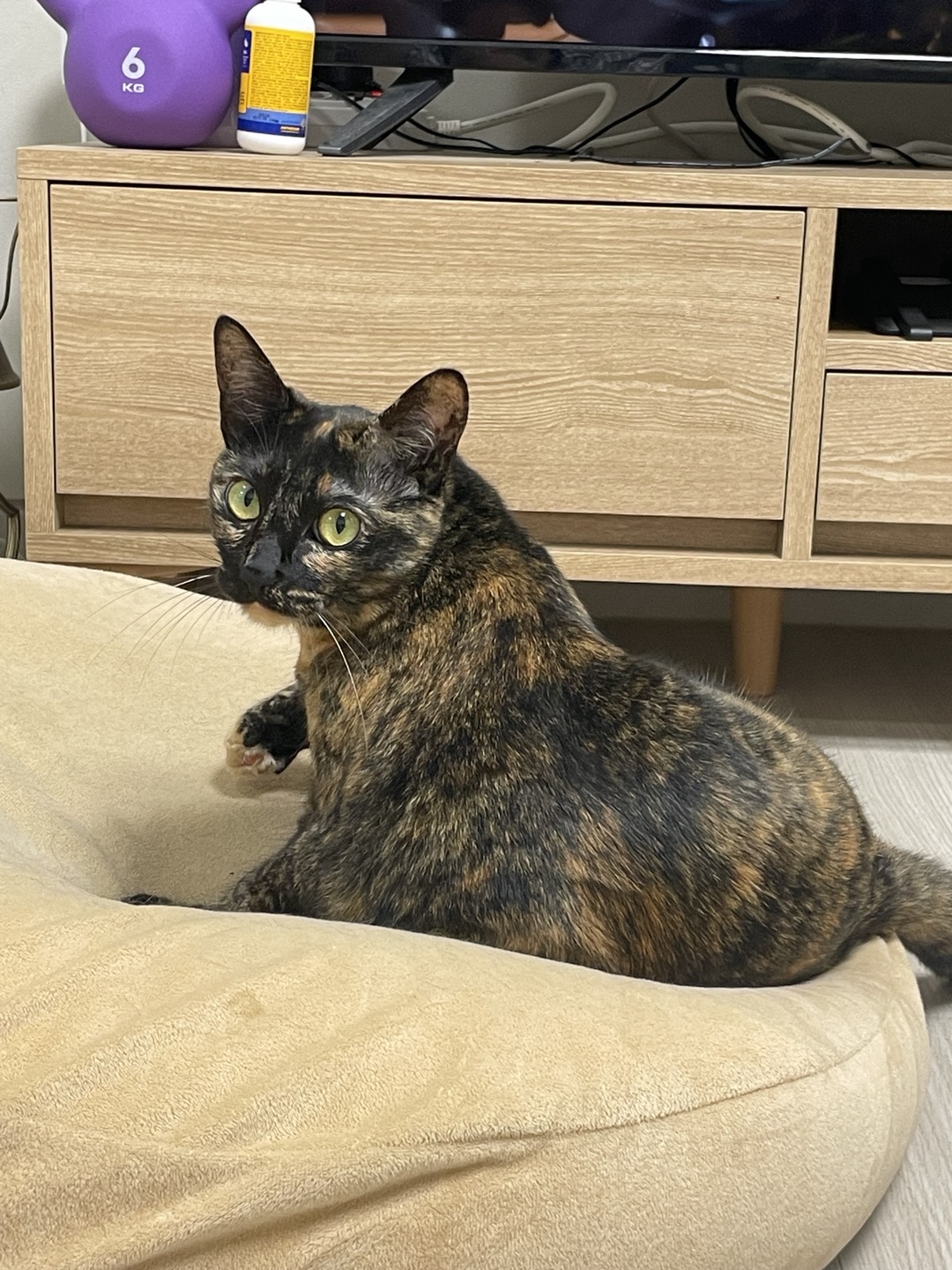 고롱이와 1주년 ❤️