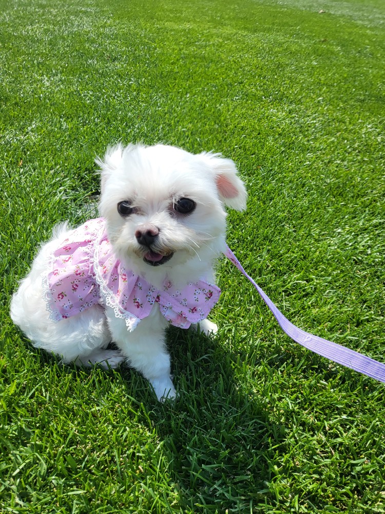 복담이(쁘니) 2개월차!