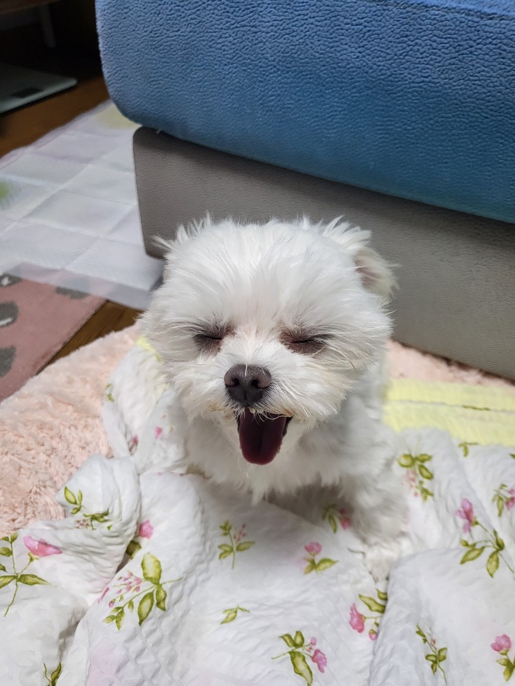 복담이(쁘니) 2개월차!