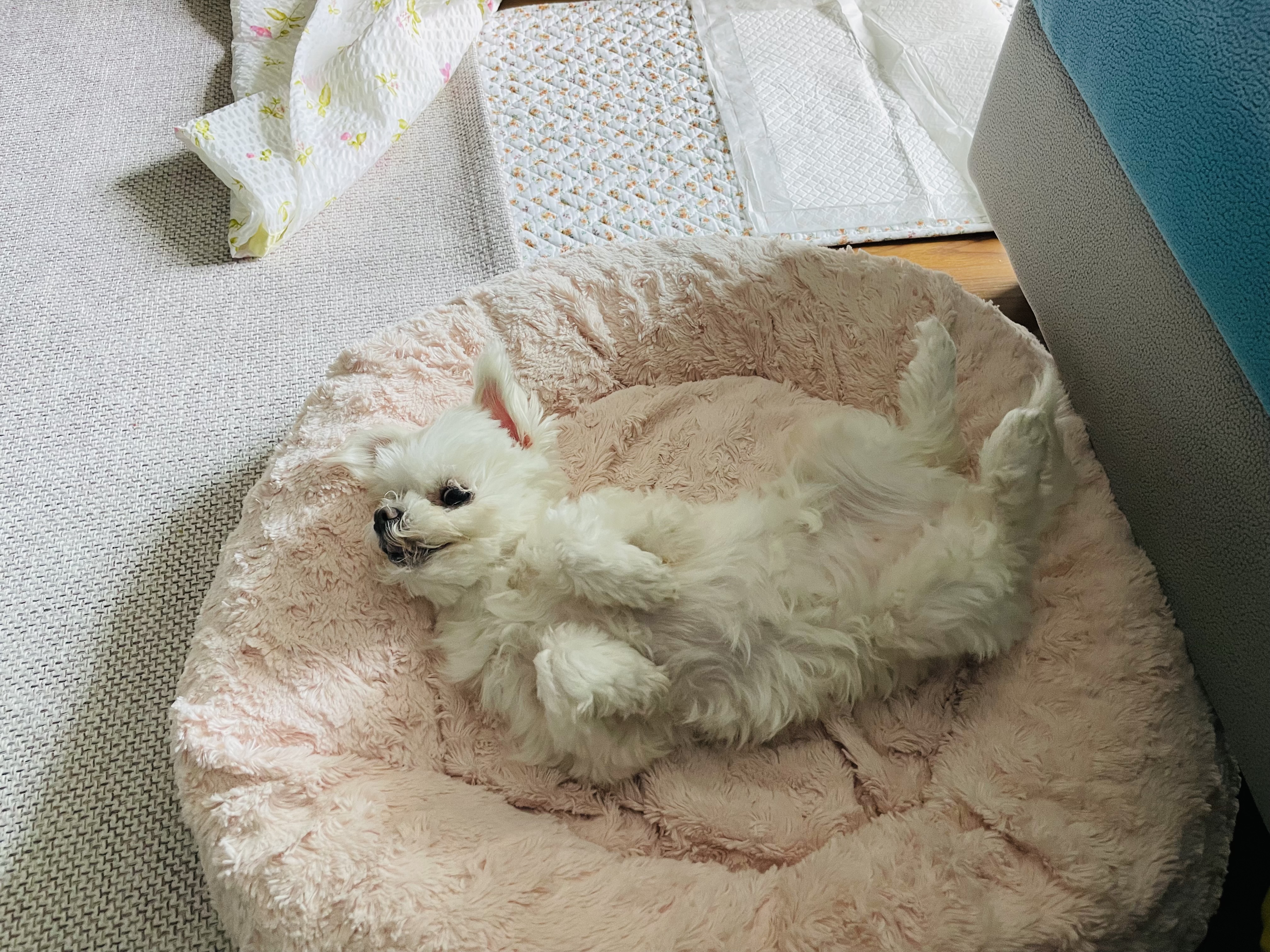 복담이(쁘니) 2개월차!