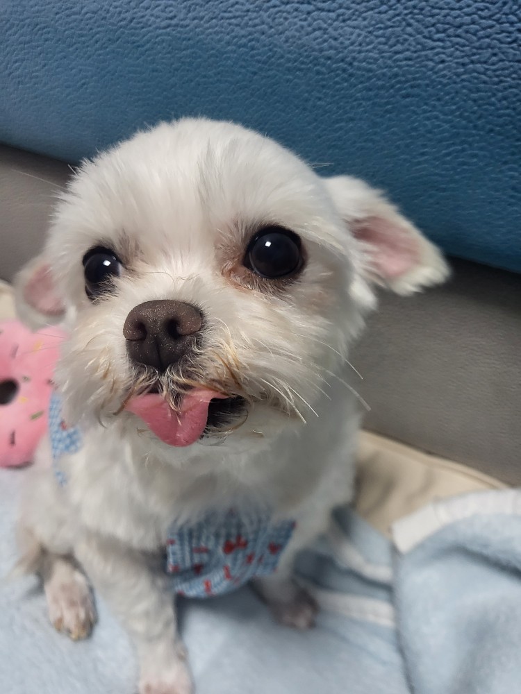 복담이(쁘니) 2개월차!