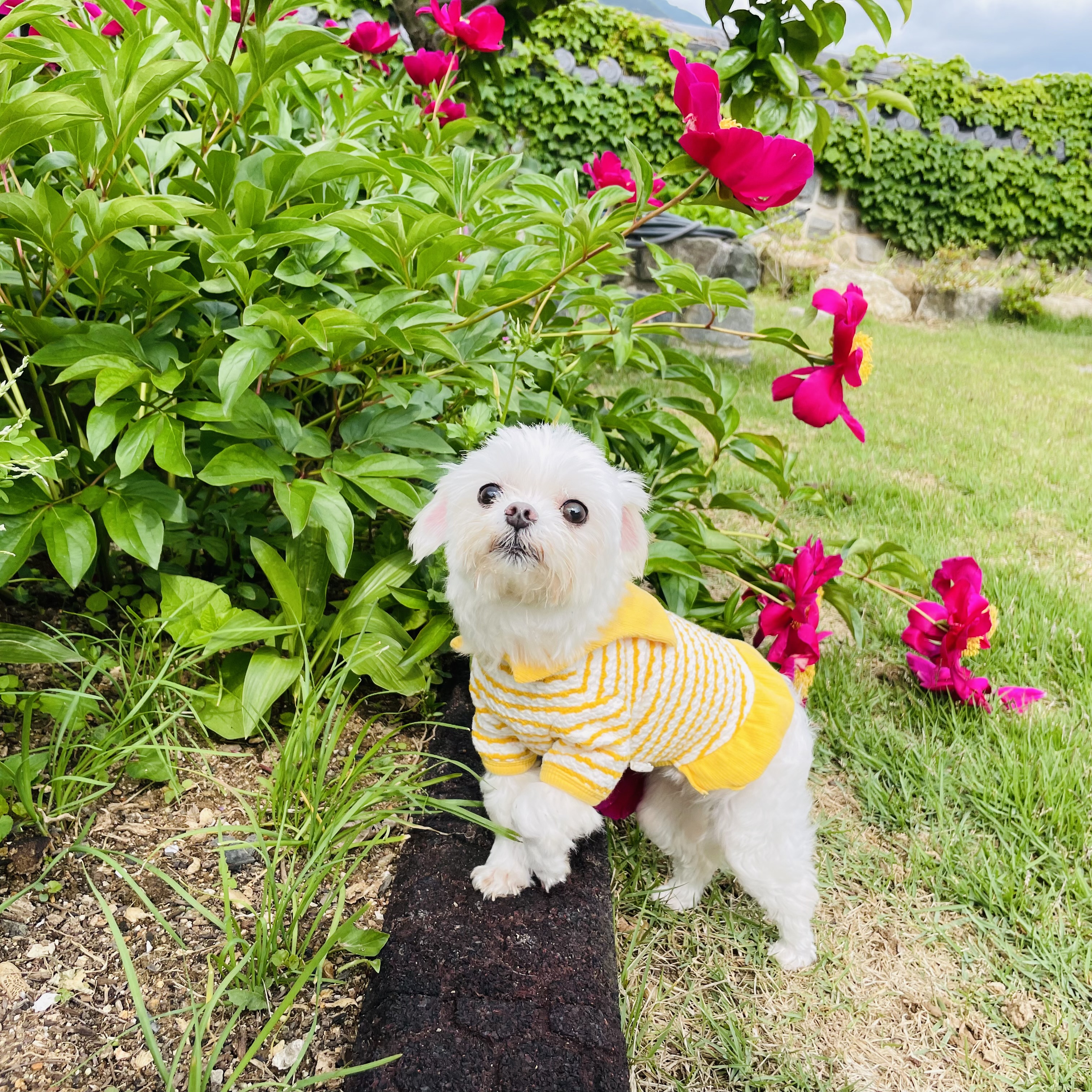 복담이(쁘니) 2개월차!