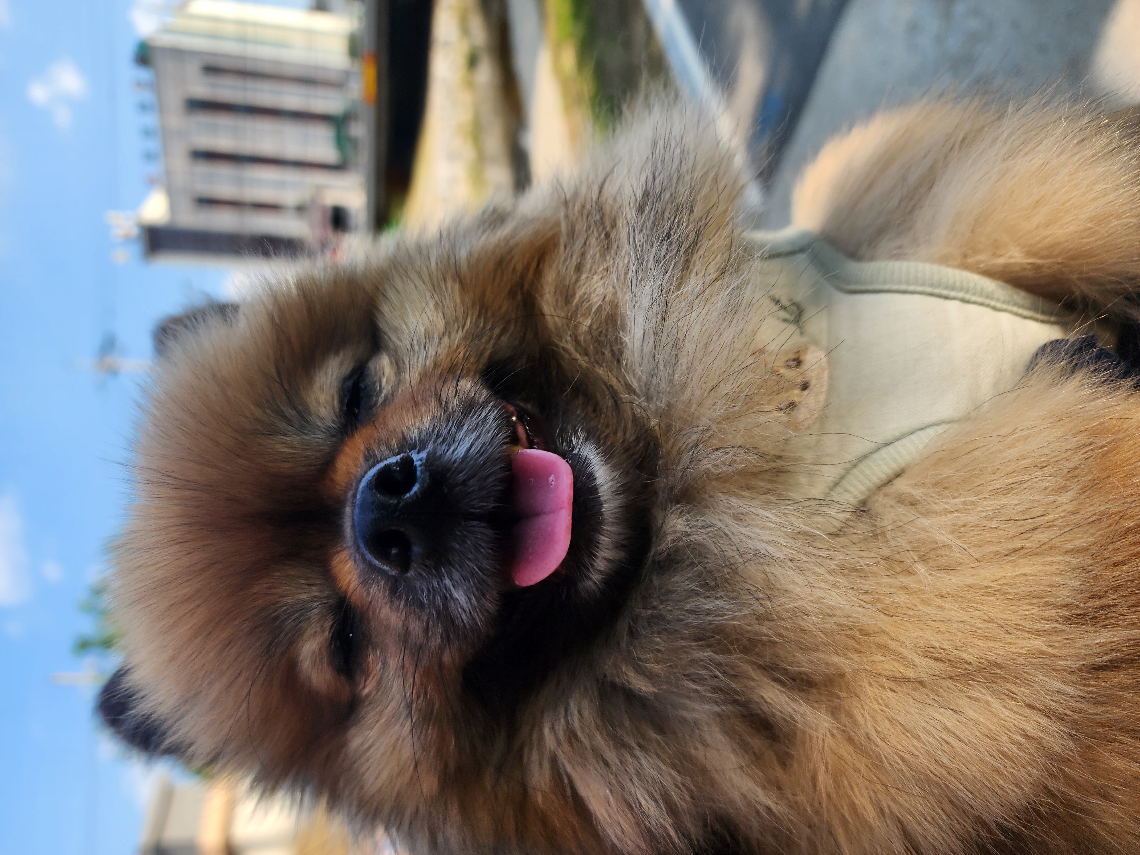 러비(워일)와 함께한지 3년~~
