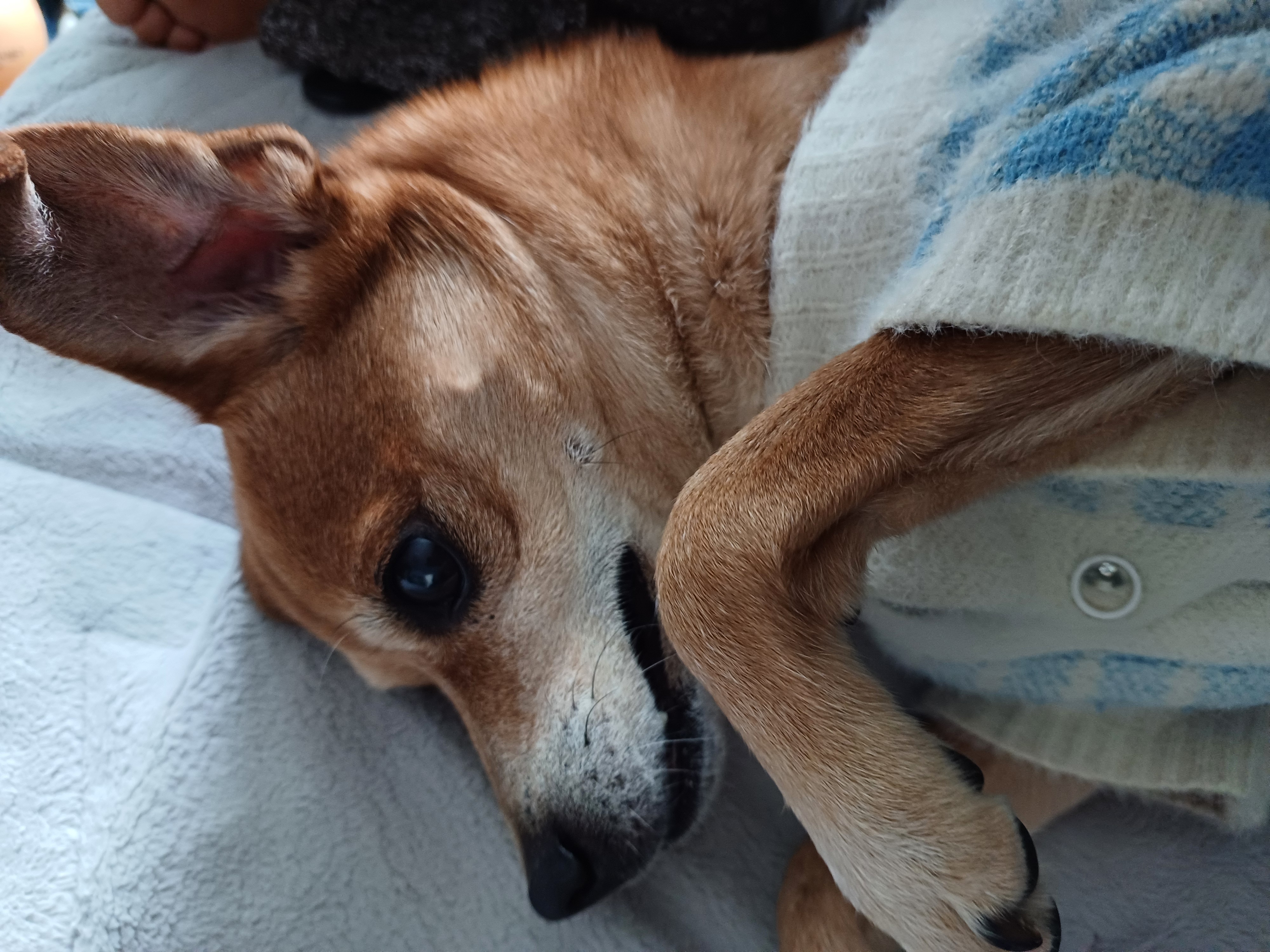 누렁이 다온이 소식욥~~