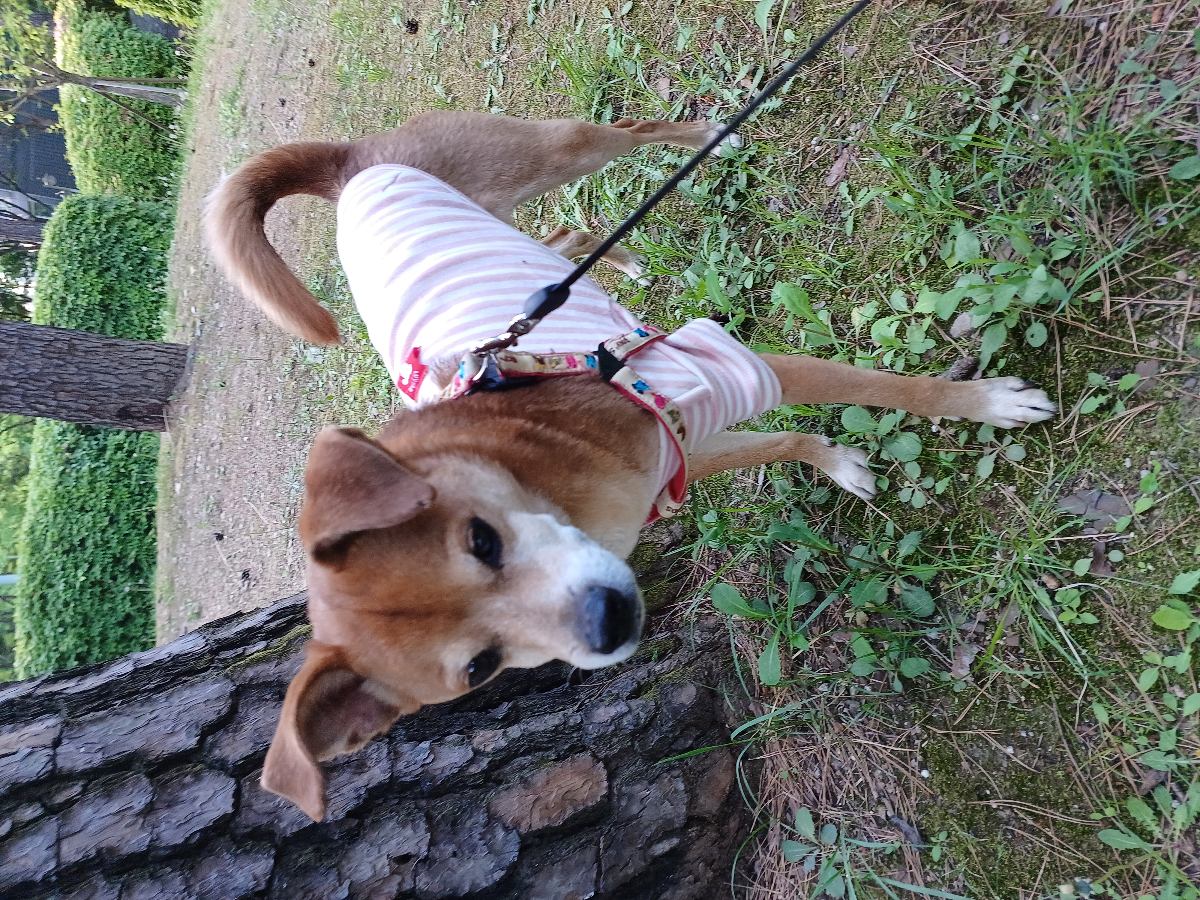 누렁이 다온이 소식욥~~