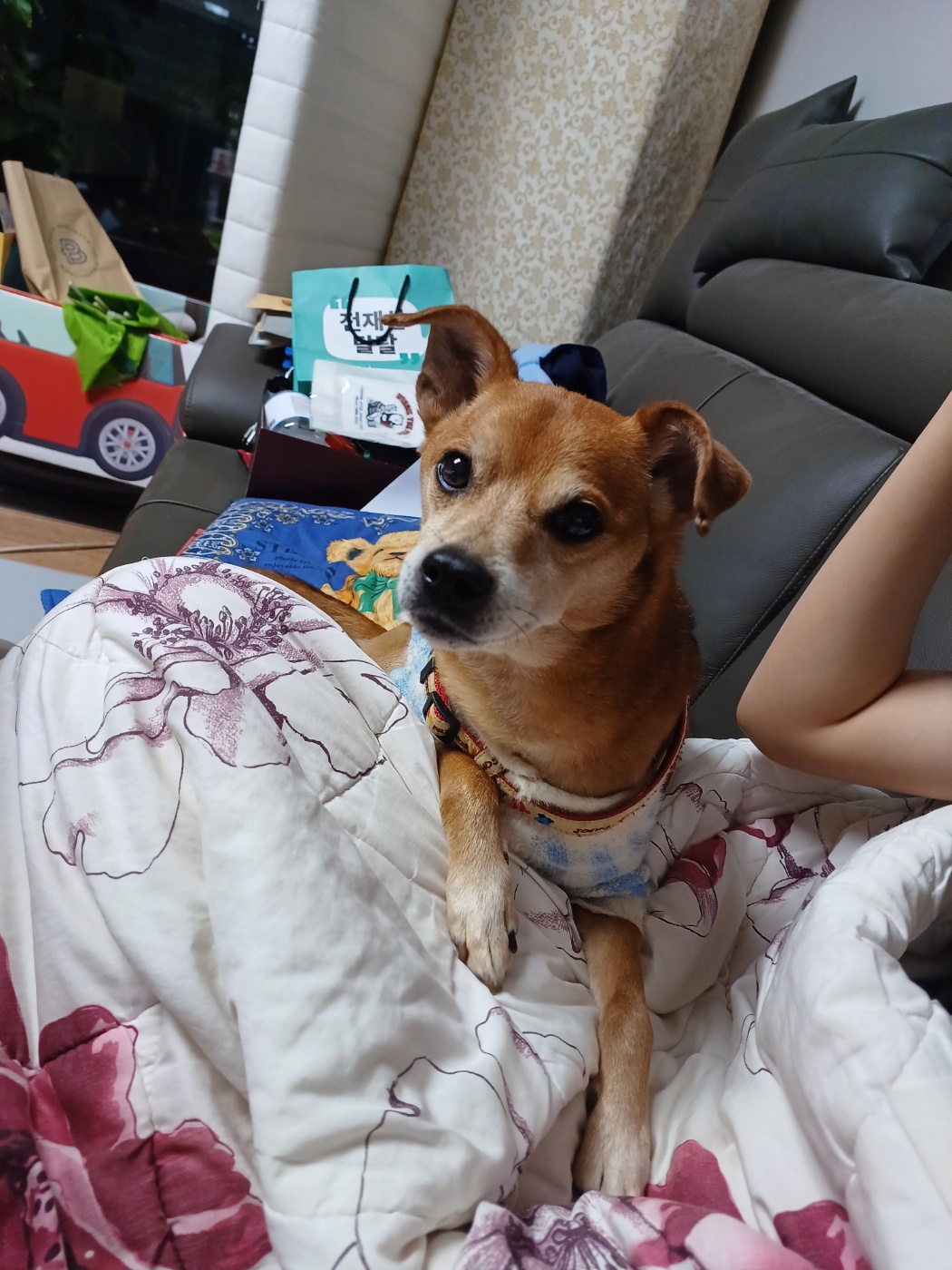 누렁이 다온이 소식욥~~