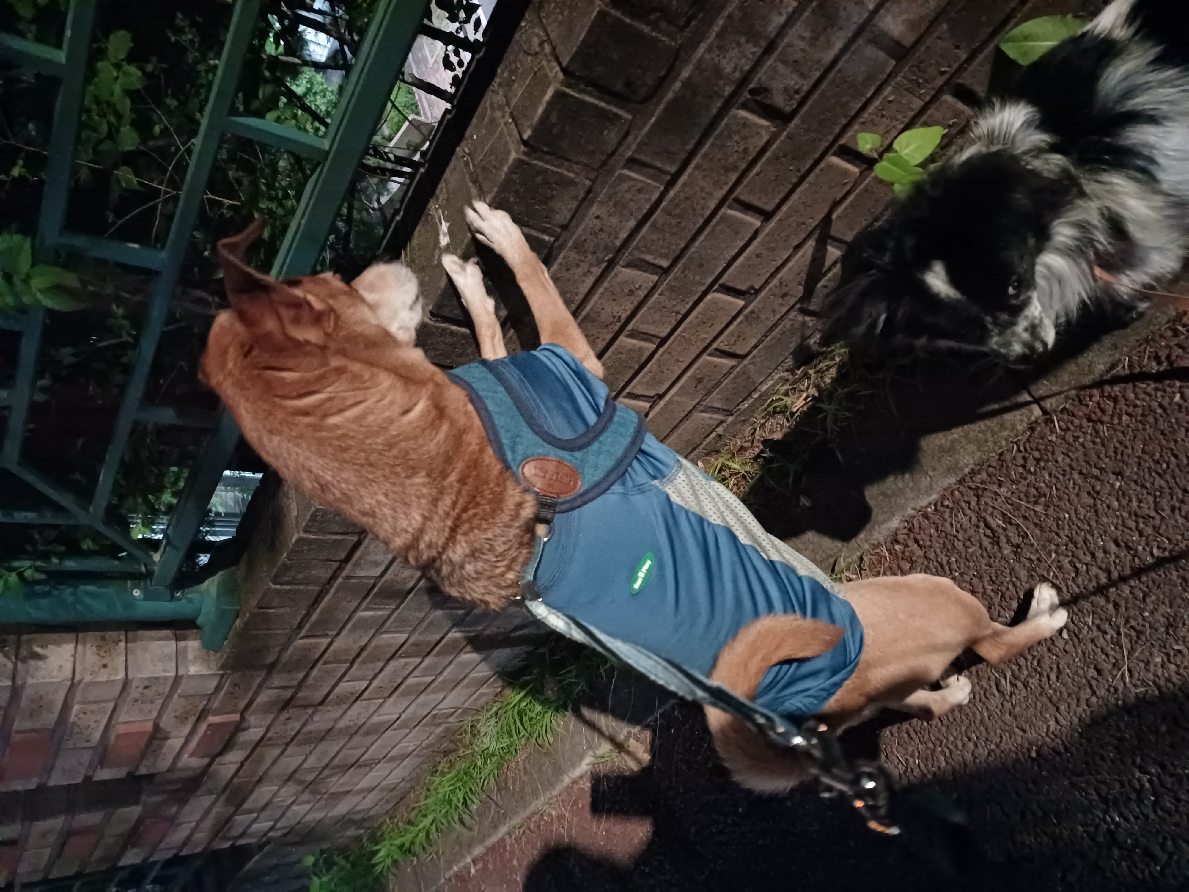 누렁이 다온이 소식욥~~