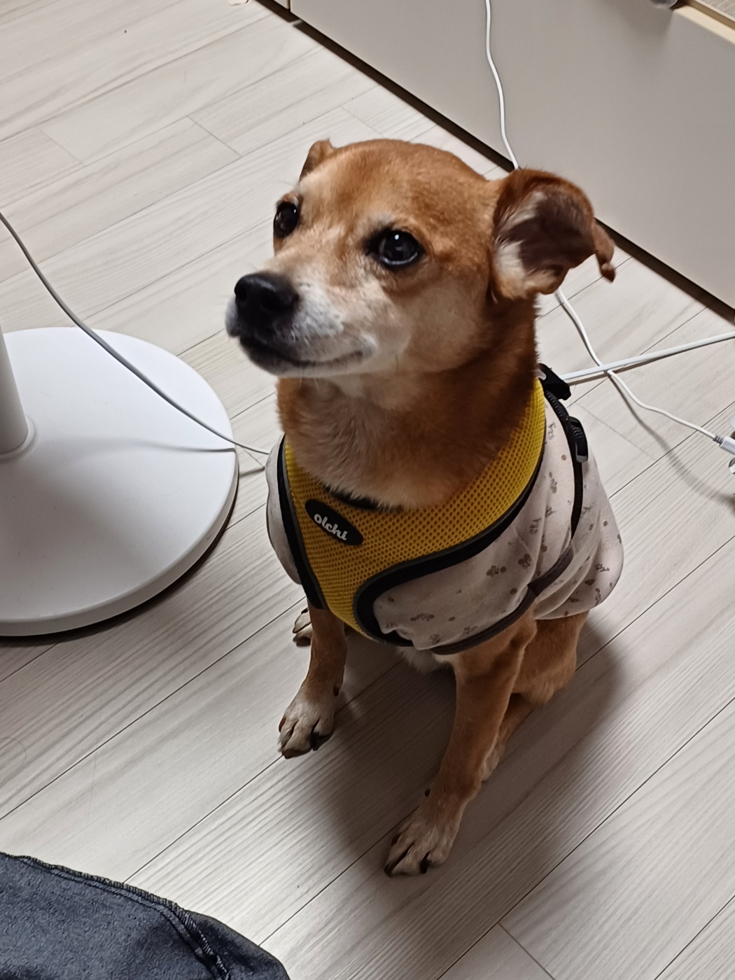 누렁이 다온이 소식욥~~