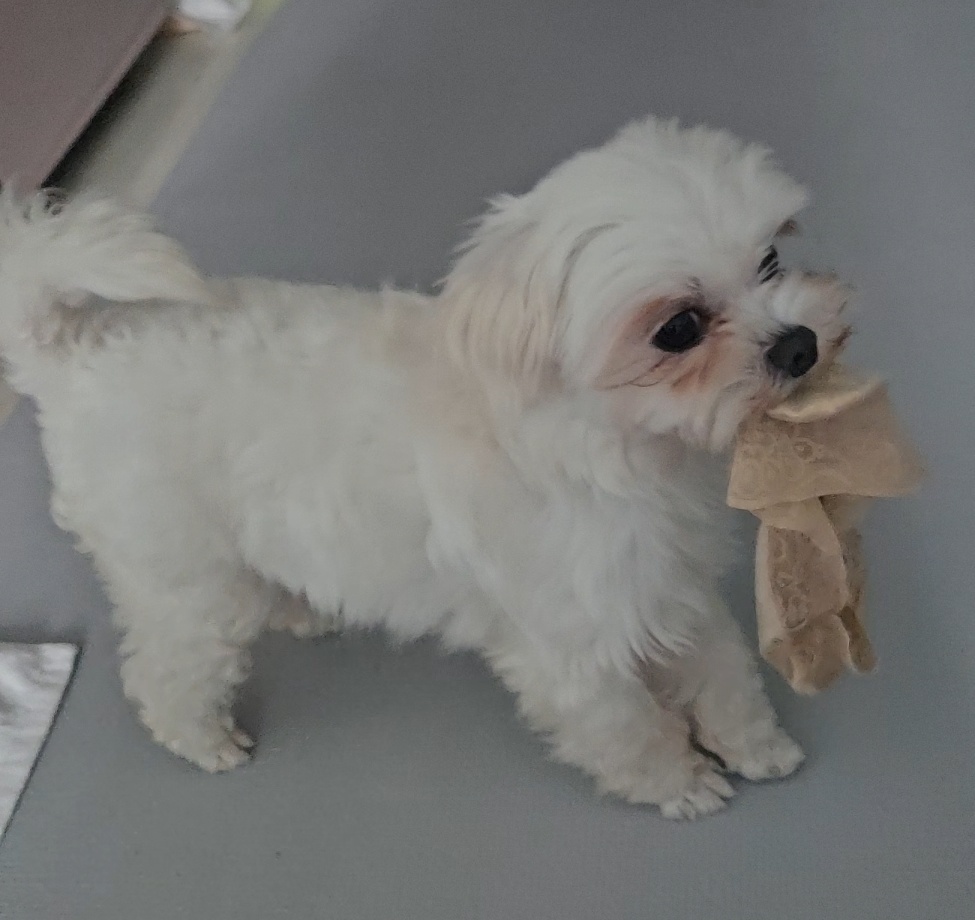 엄청난 사랑둥이 마티