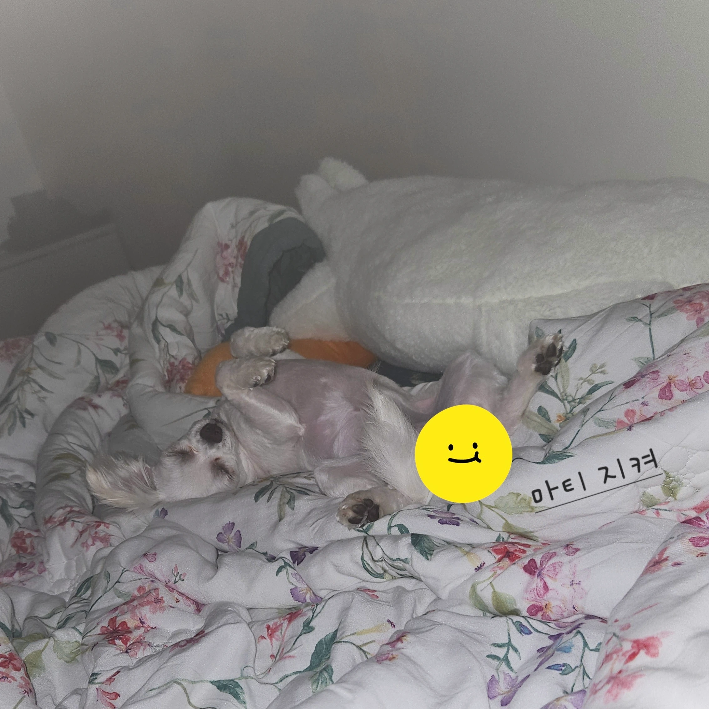 엄청난 사랑둥이 마티