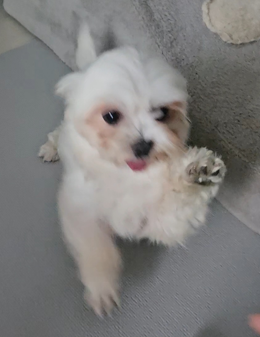 엄청난 사랑둥이 마티