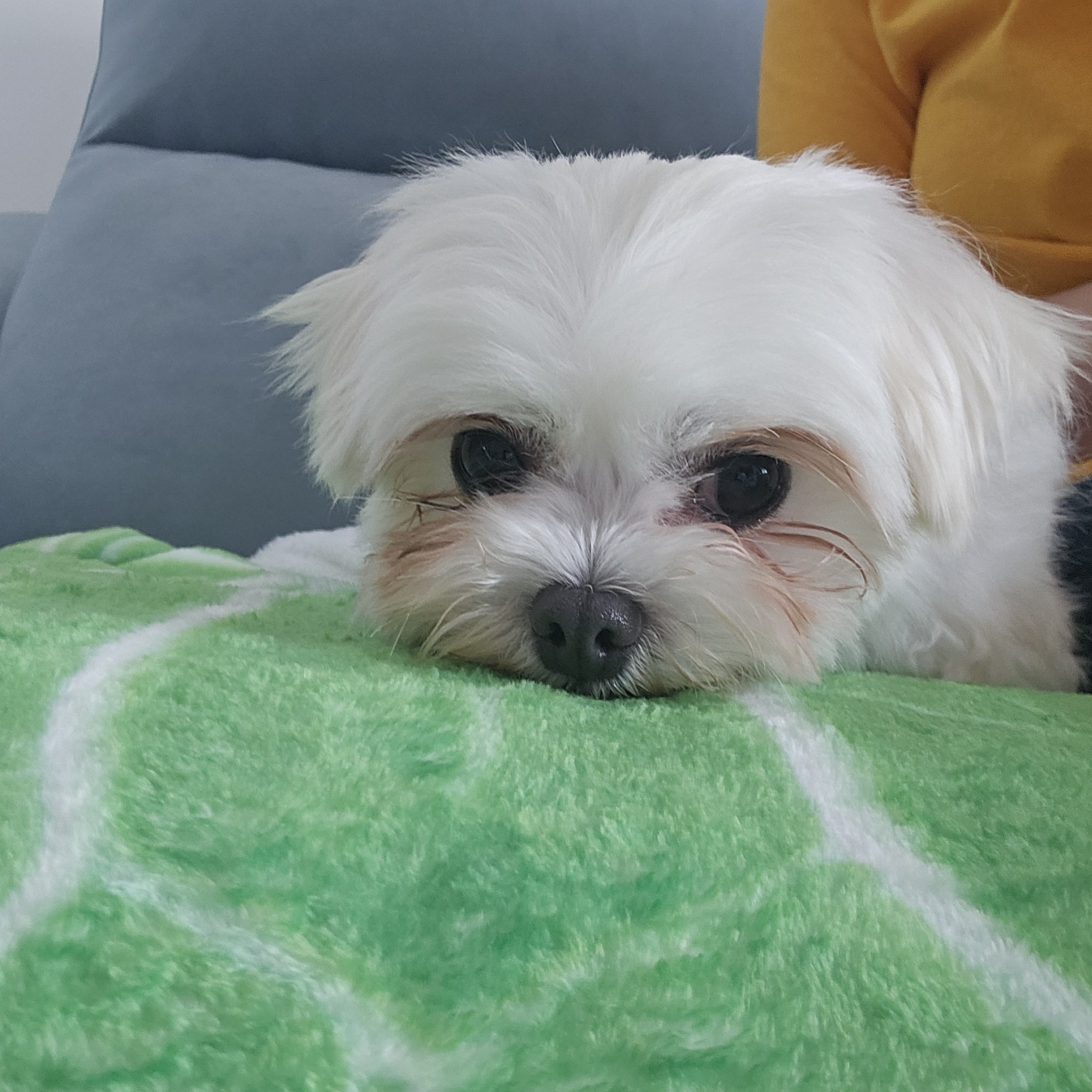 엄청난 사랑둥이 마티