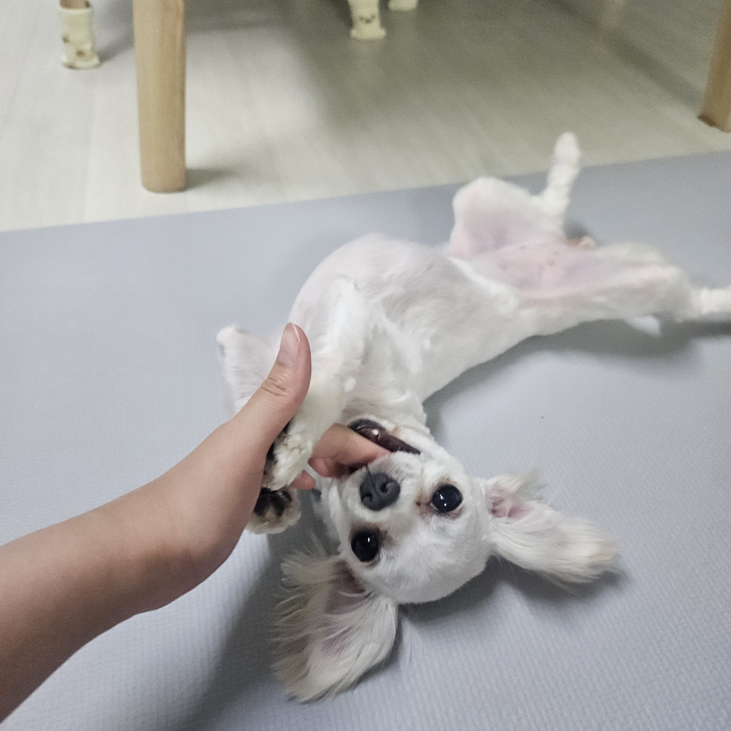 엄청난 사랑둥이 마티