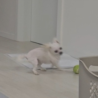 엄청난 사랑둥이 마티