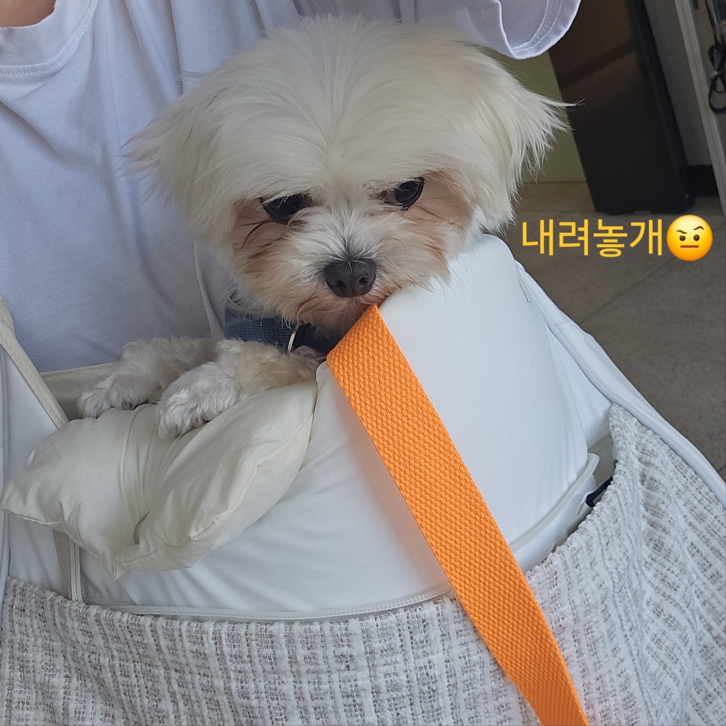 엄청난 사랑둥이 마티