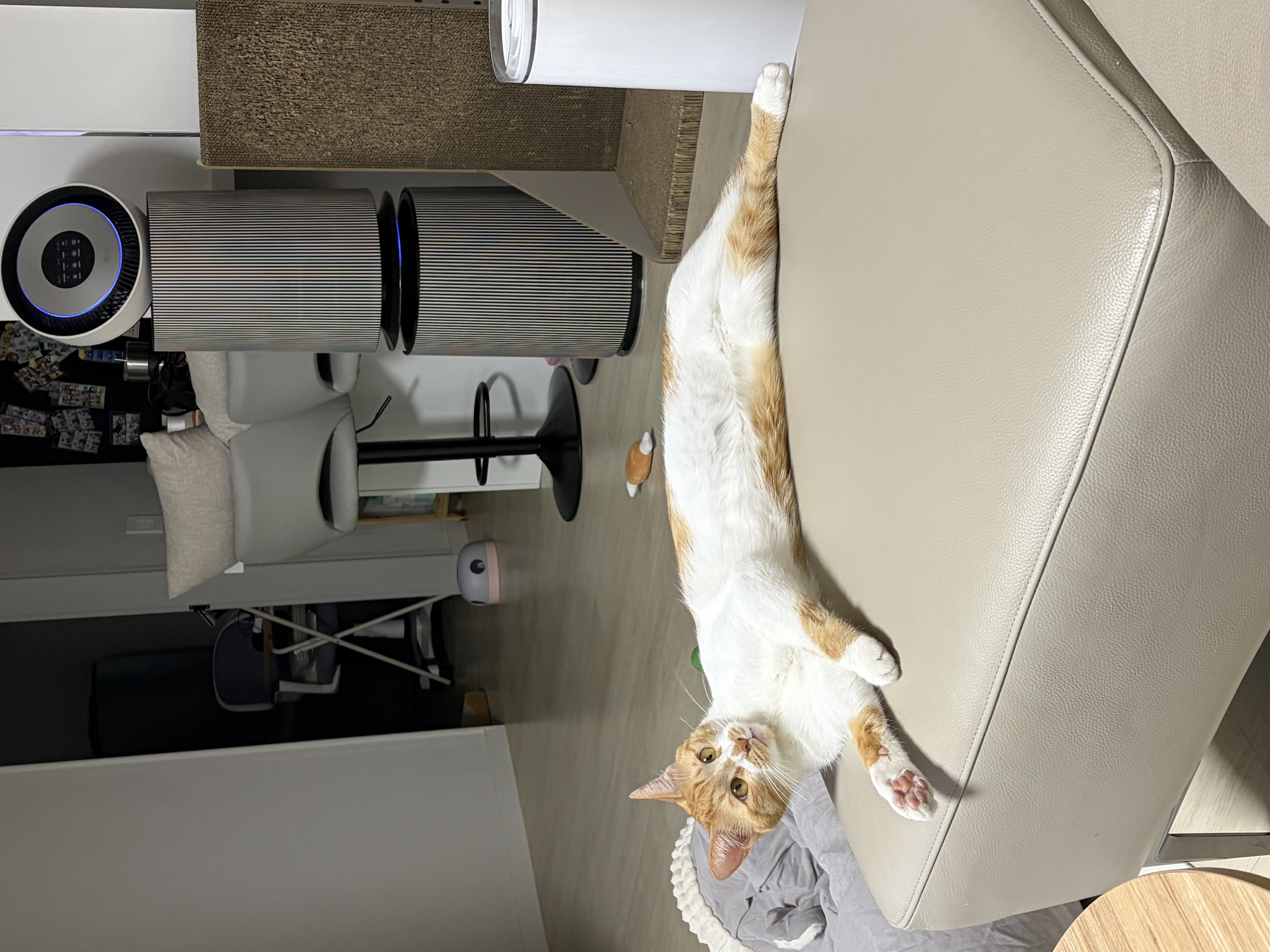 달콩이(구 달봉이) 입양 1년 후기🦁