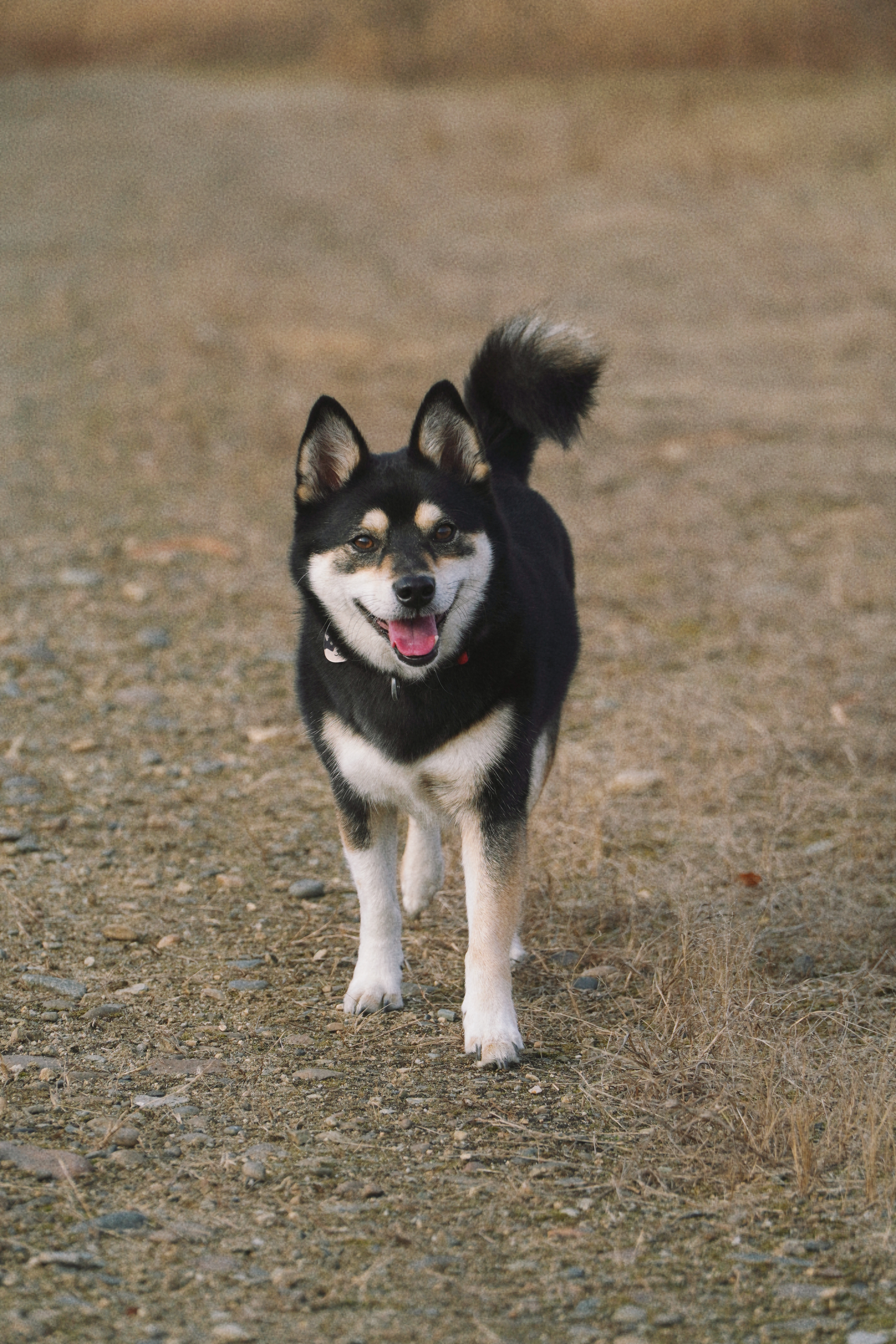 후추 (우주) 입양 1400일 (곧 4년)후기!