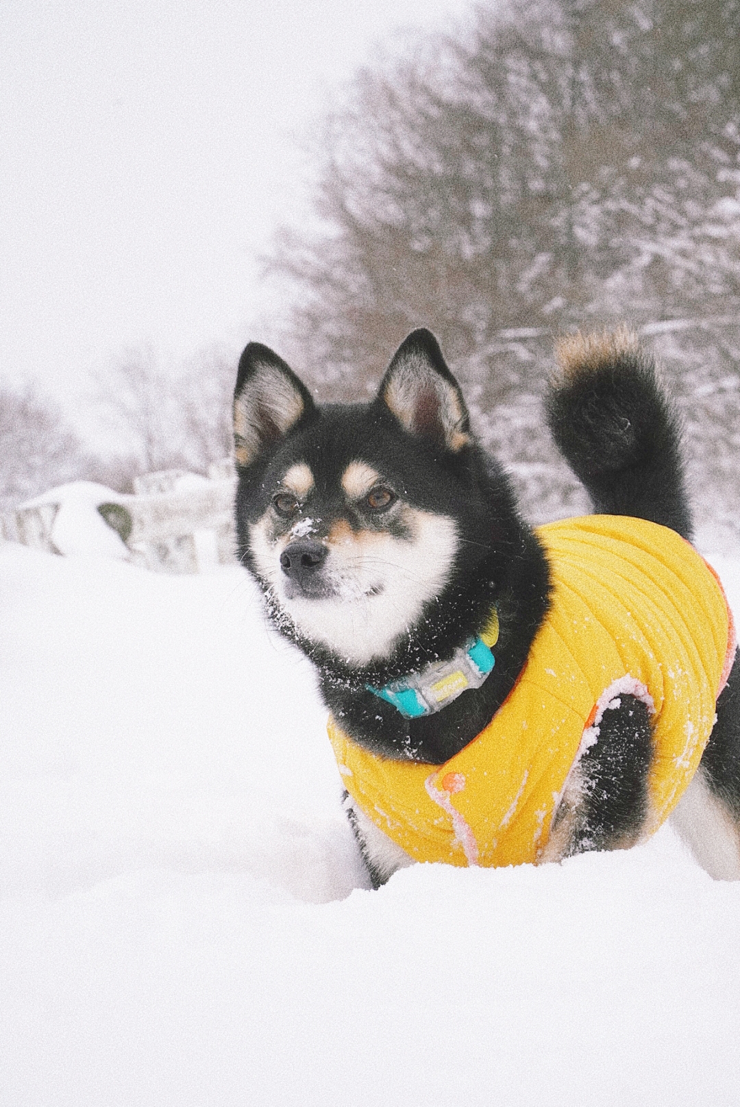 후추 (우주) 입양 1400일 (곧 4년)후기!
