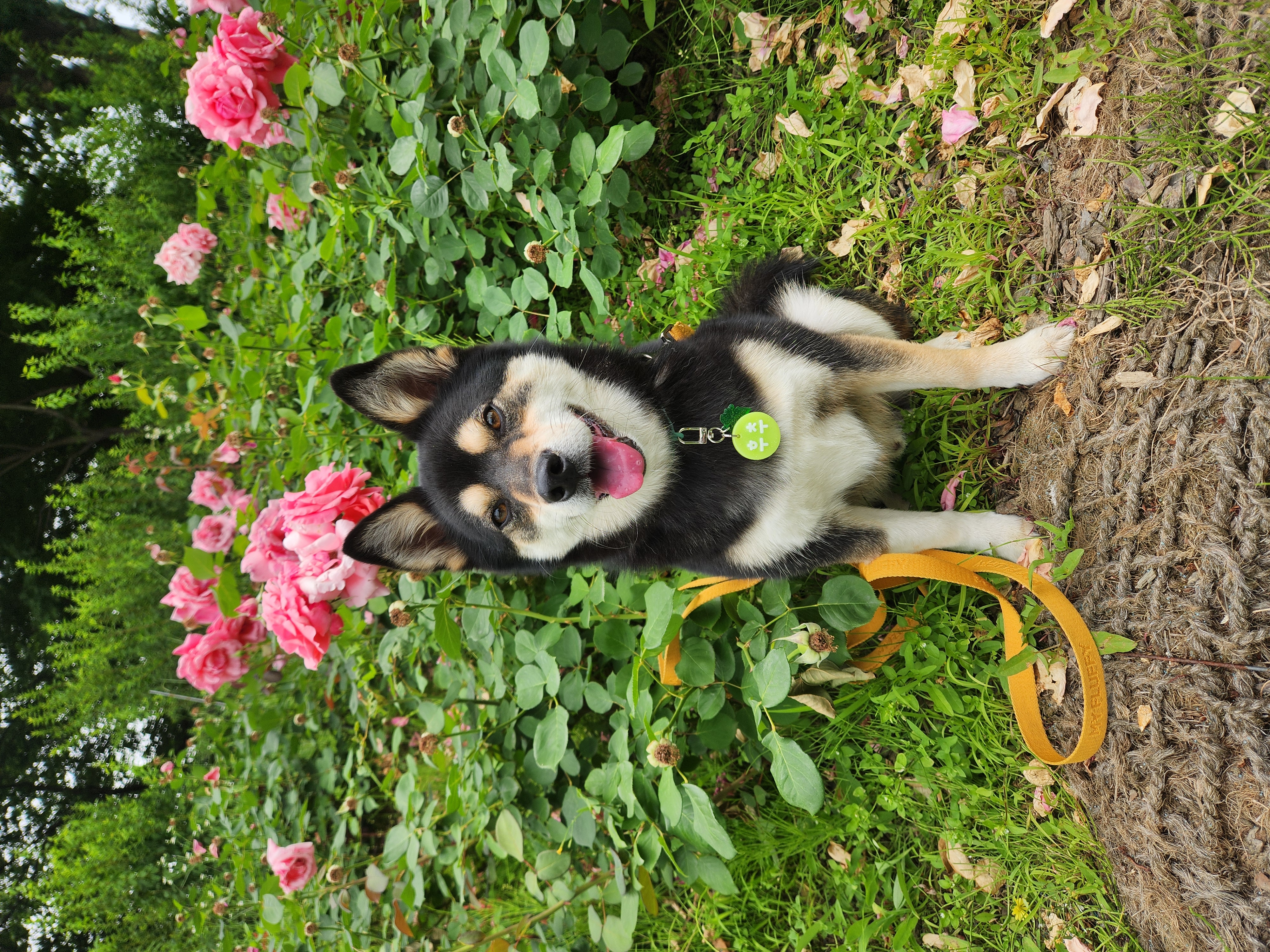 후추 (우주) 입양 1400일 (곧 4년)후기!