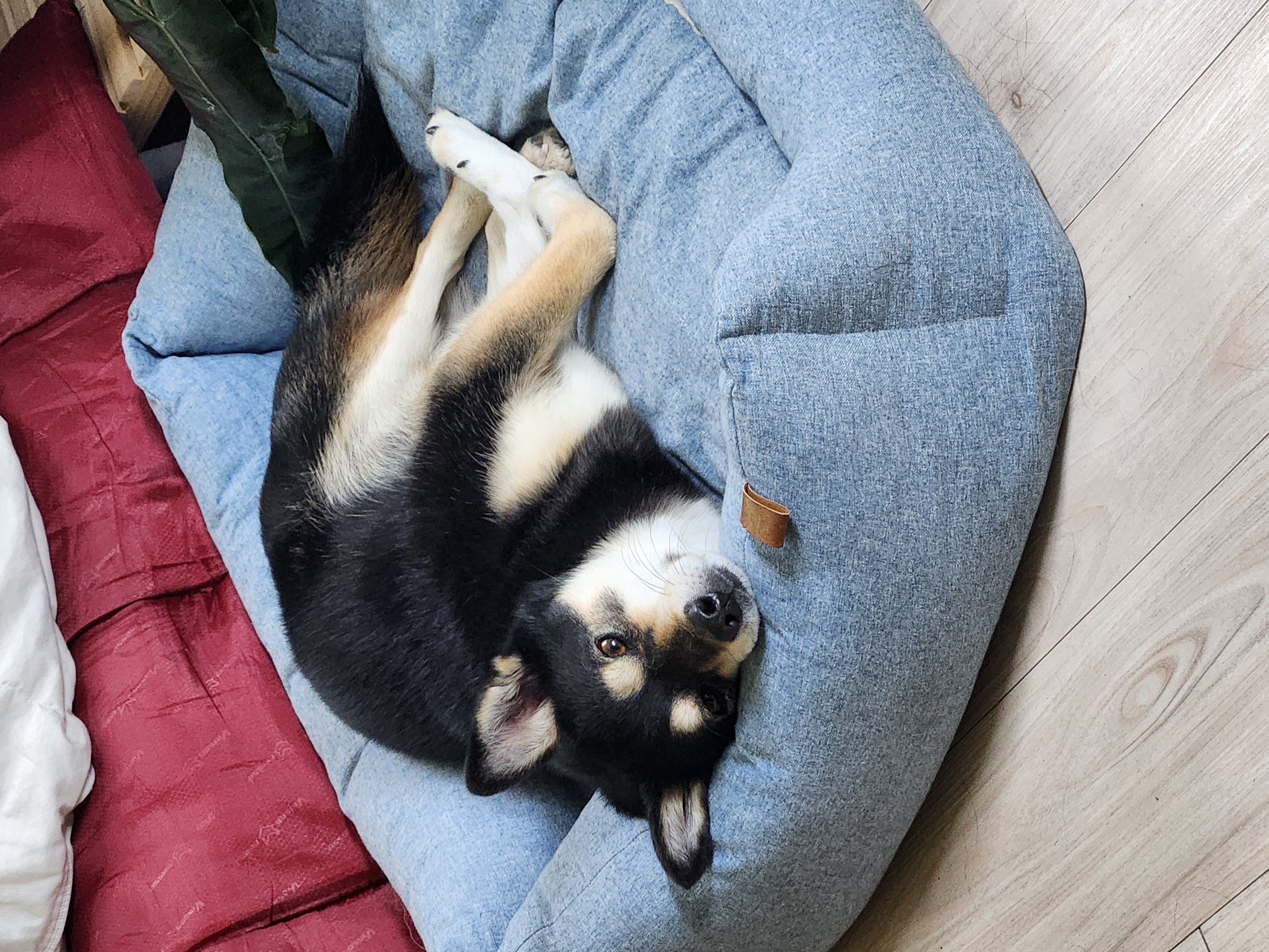 후추 (우주) 입양 1400일 (곧 4년)후기!