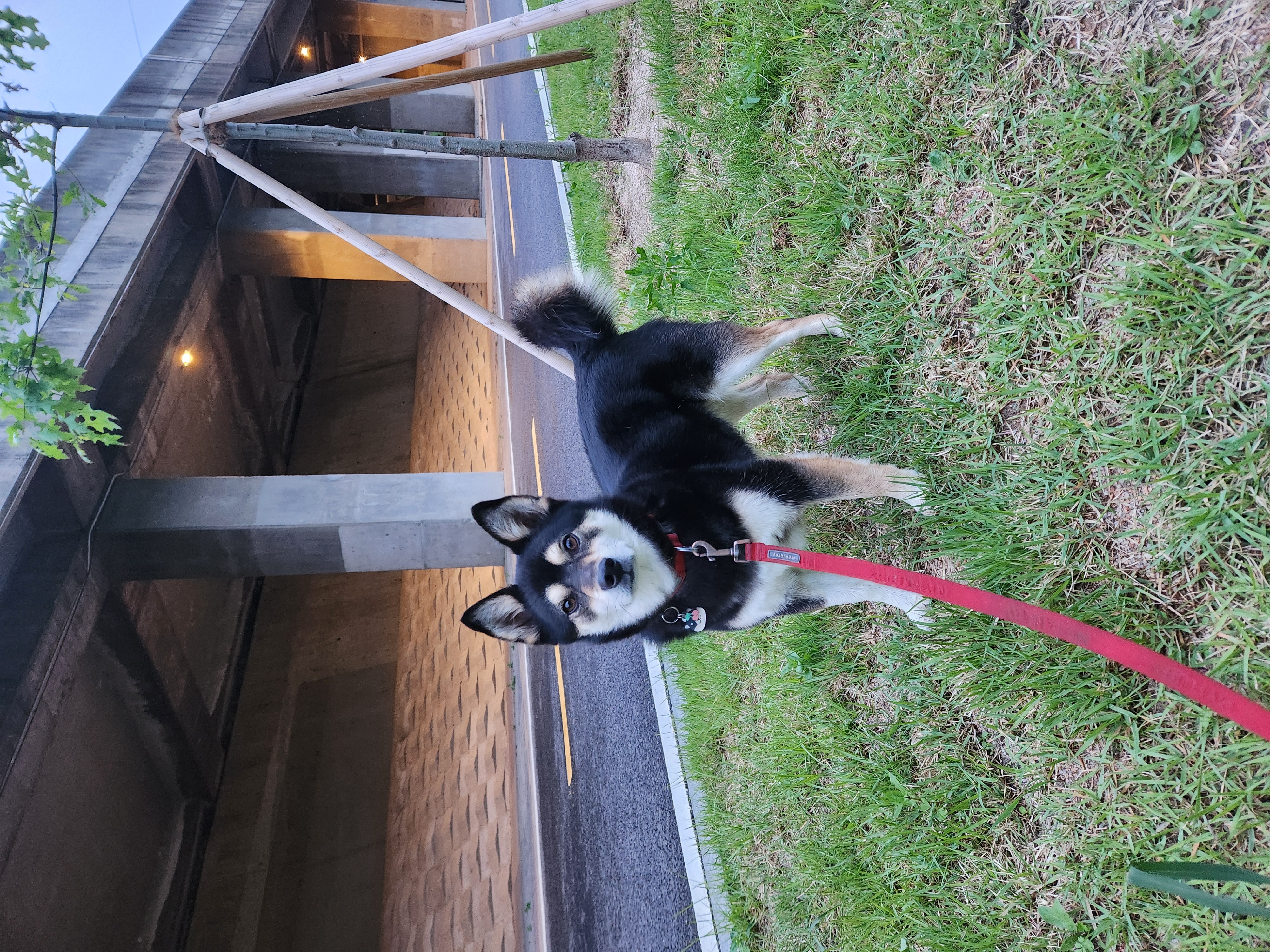 후추 (우주) 입양 1400일 (곧 4년)후기!