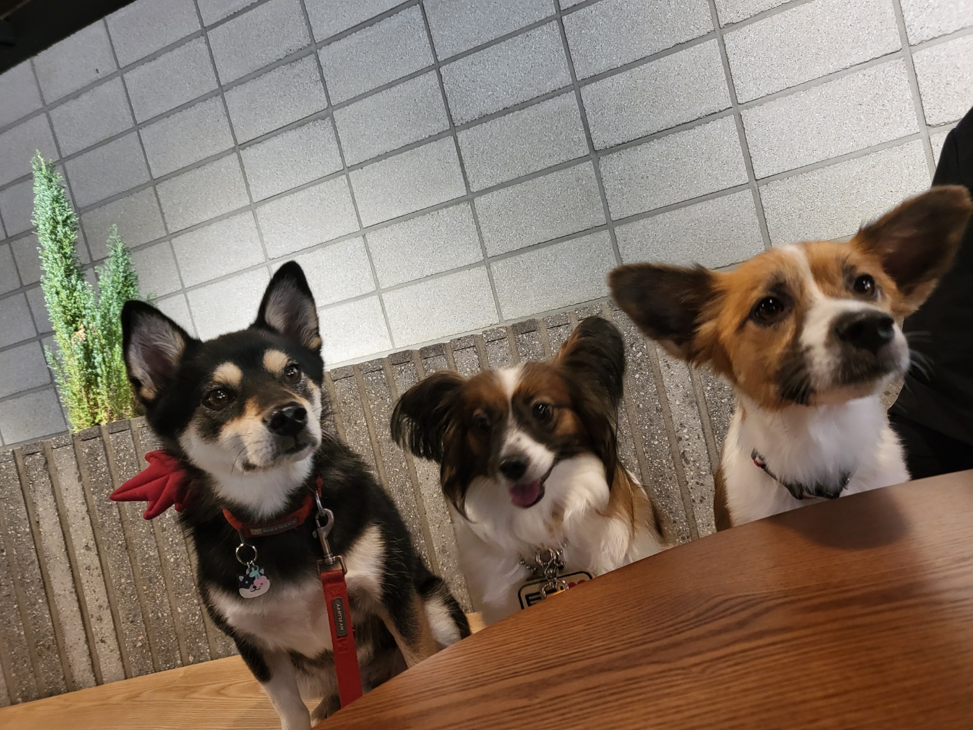 후추 (우주) 입양 1400일 (곧 4년)후기!