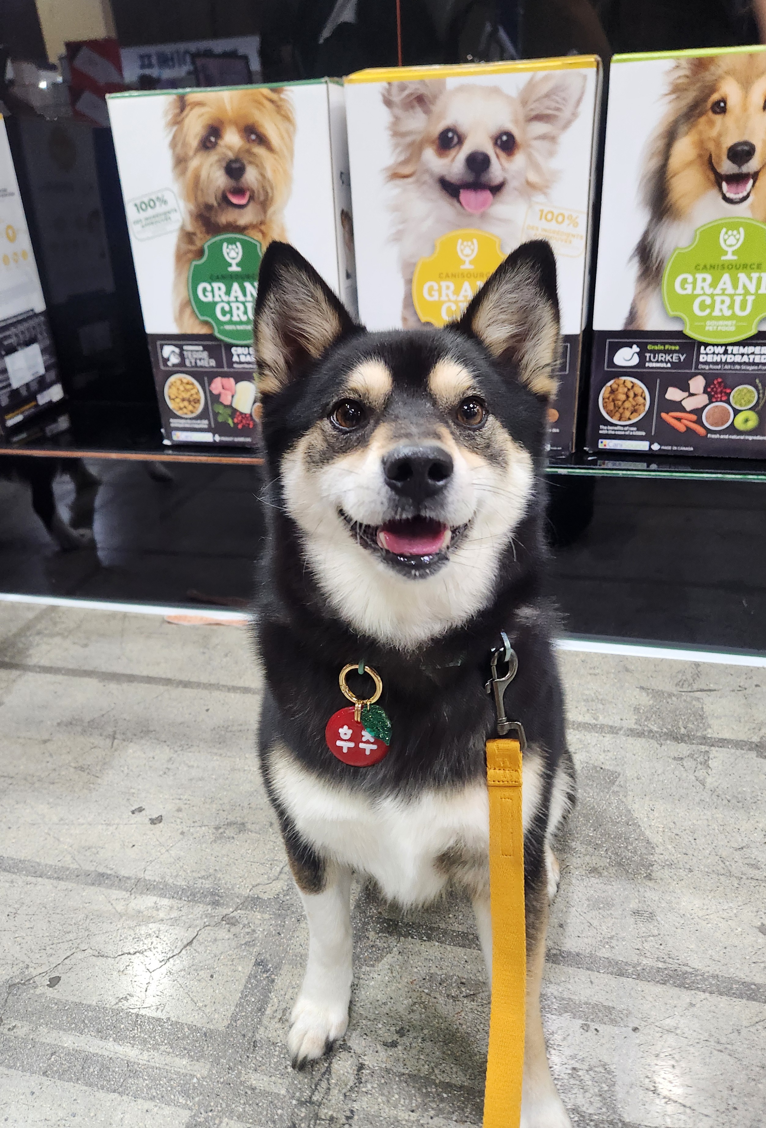후추 (우주) 입양 1400일 (곧 4년)후기!