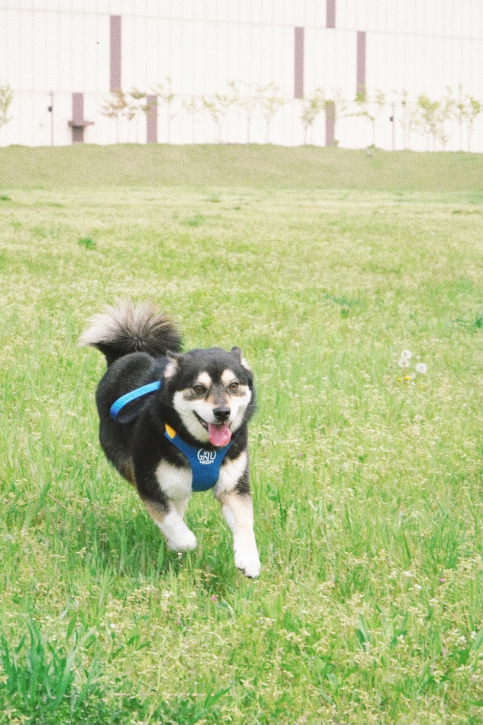 후추 (우주) 입양 1400일 (곧 4년)후기!