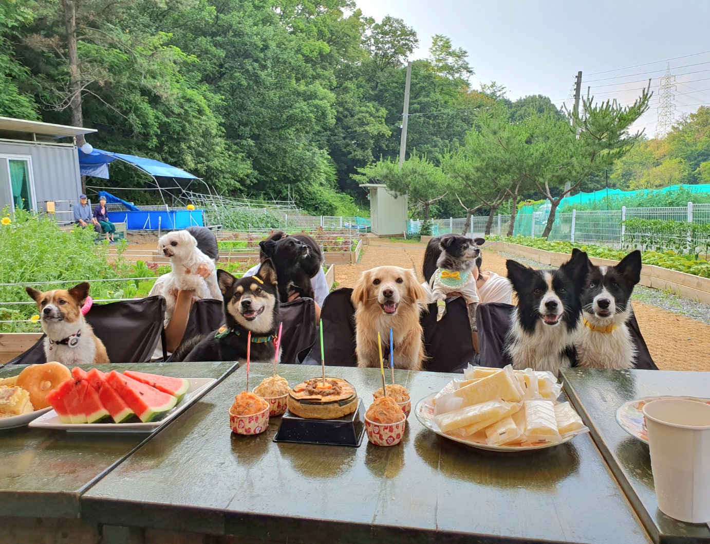 후추 (우주) 입양 1400일 (곧 4년)후기!