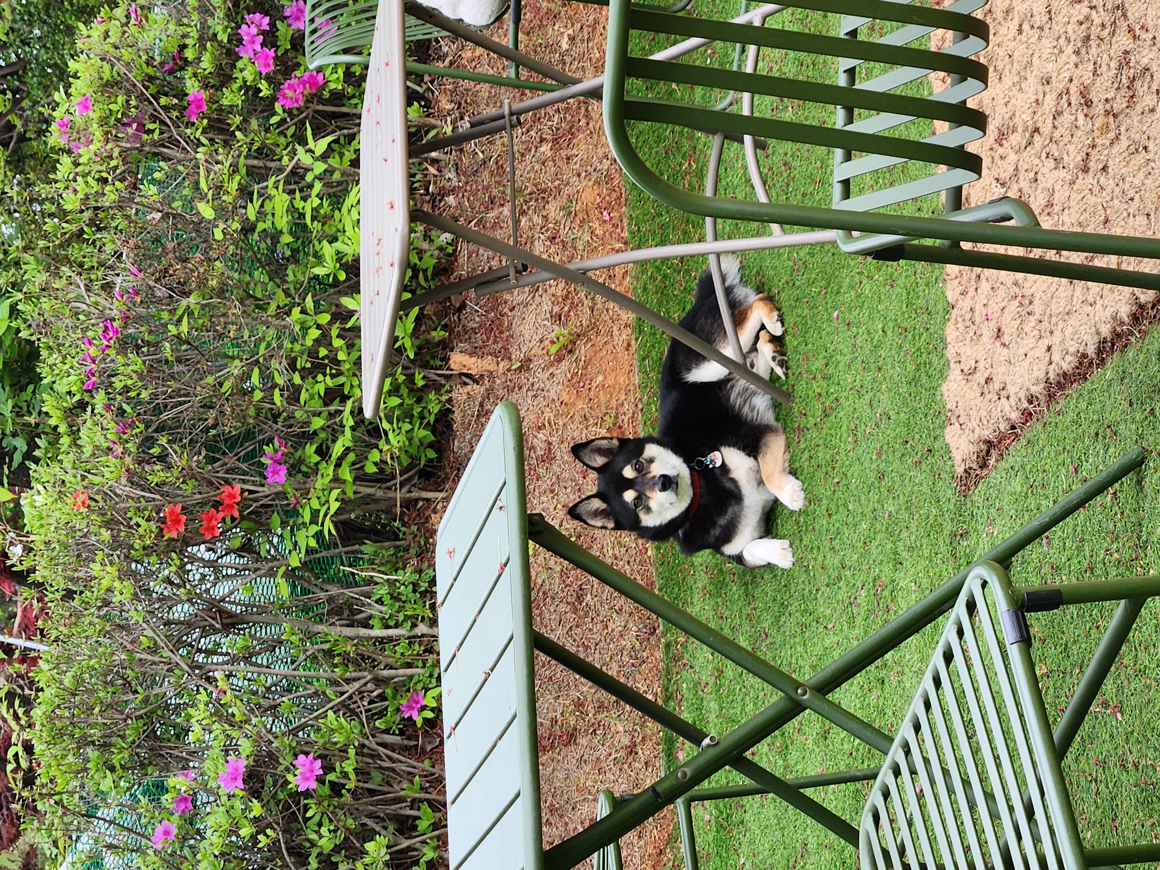 후추 (우주) 입양 1400일 (곧 4년)후기!