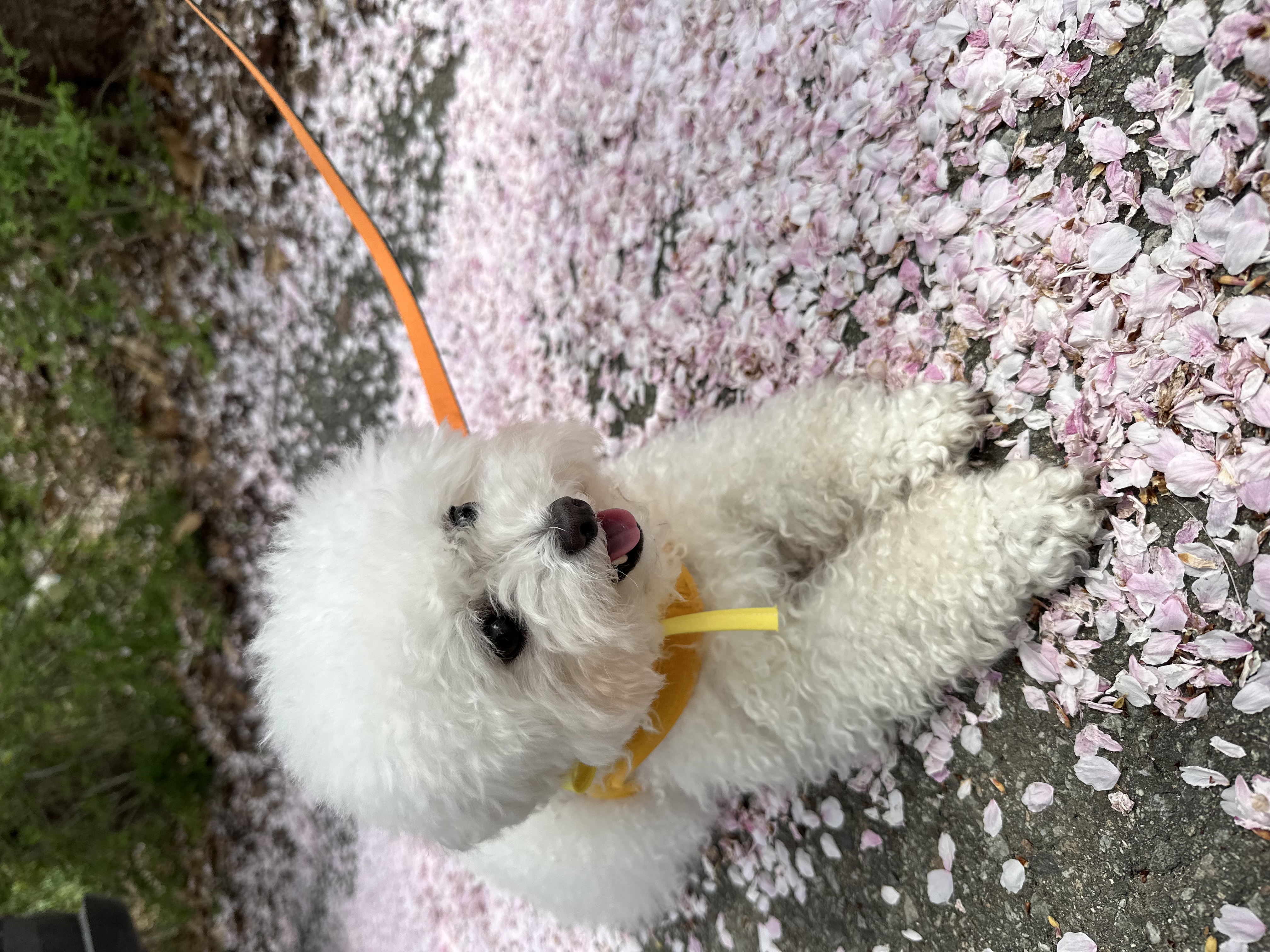 콩설이(조이) 입양 6개월 후기