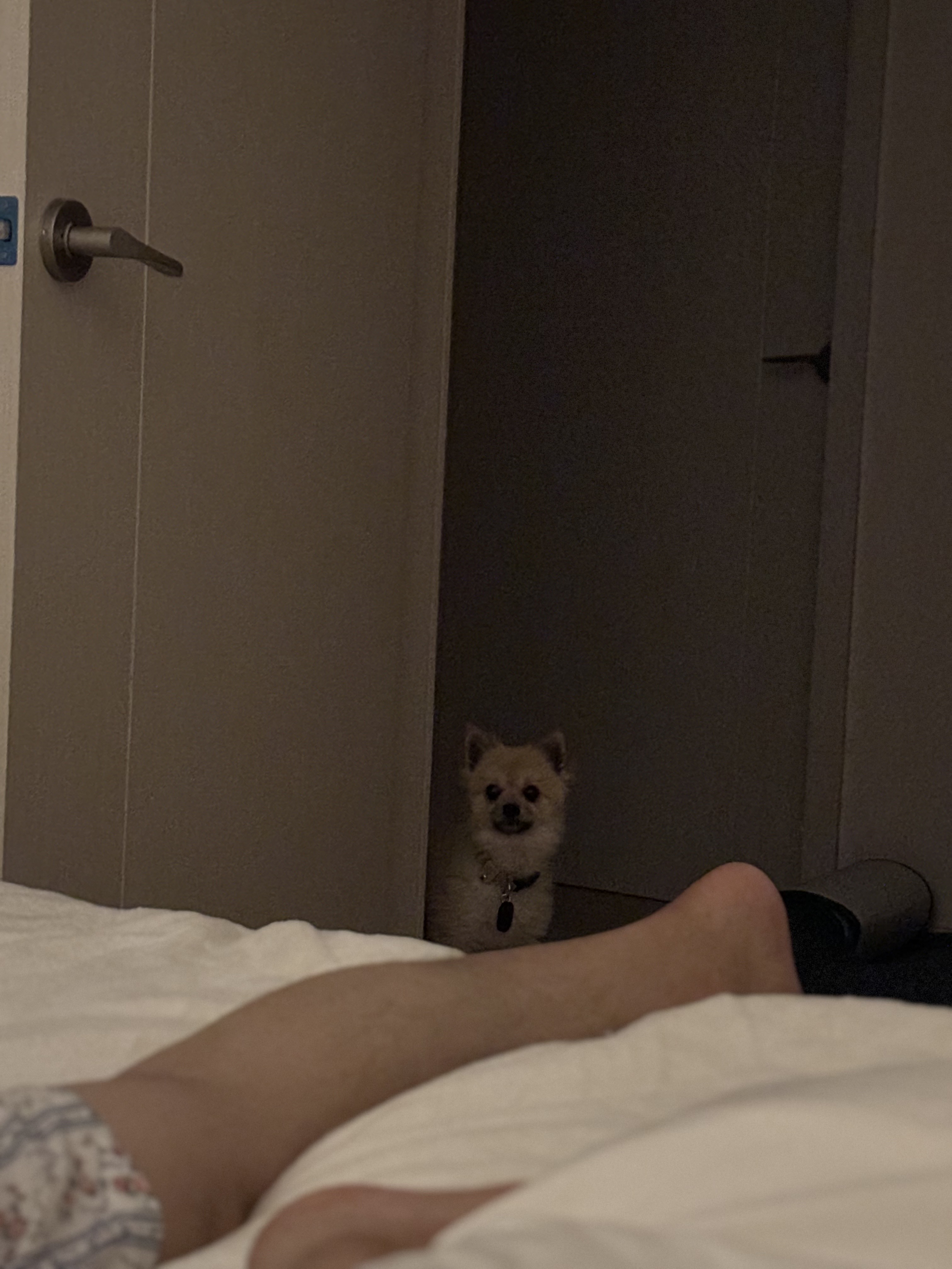 리안이 일주일 임보 후기