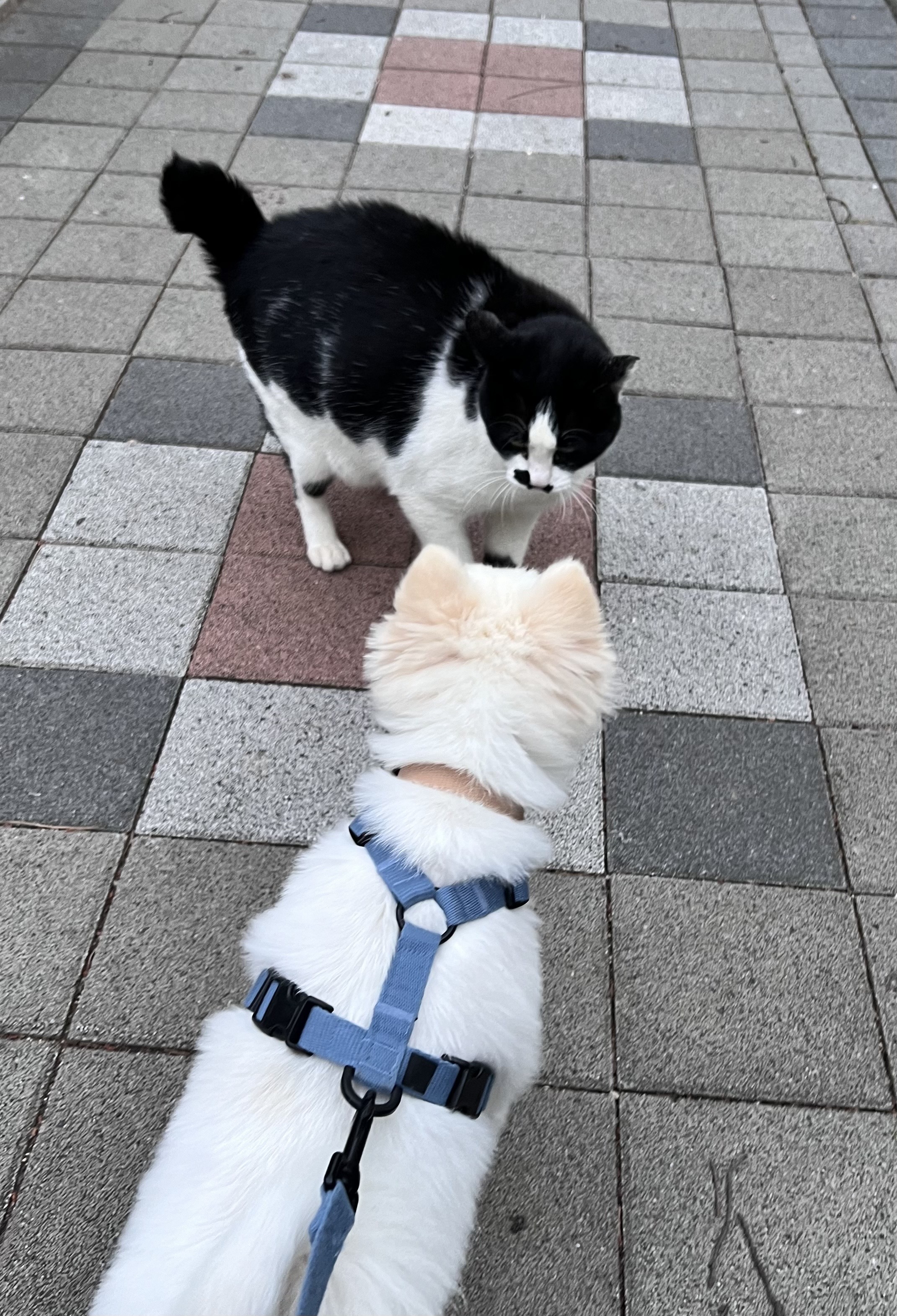 오쥬 임시보호 한달차입니다!