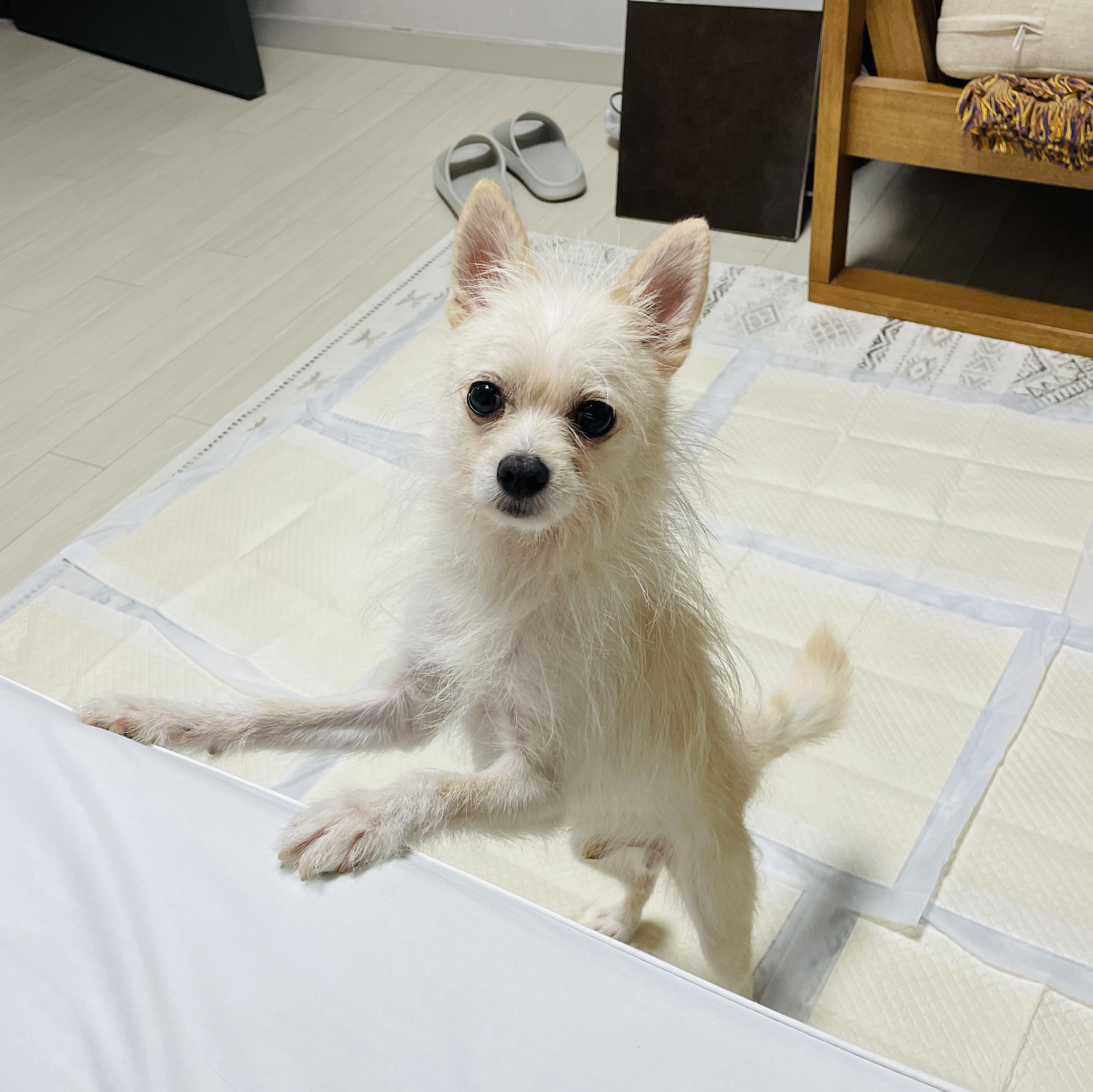 포요 임보 한달차!!