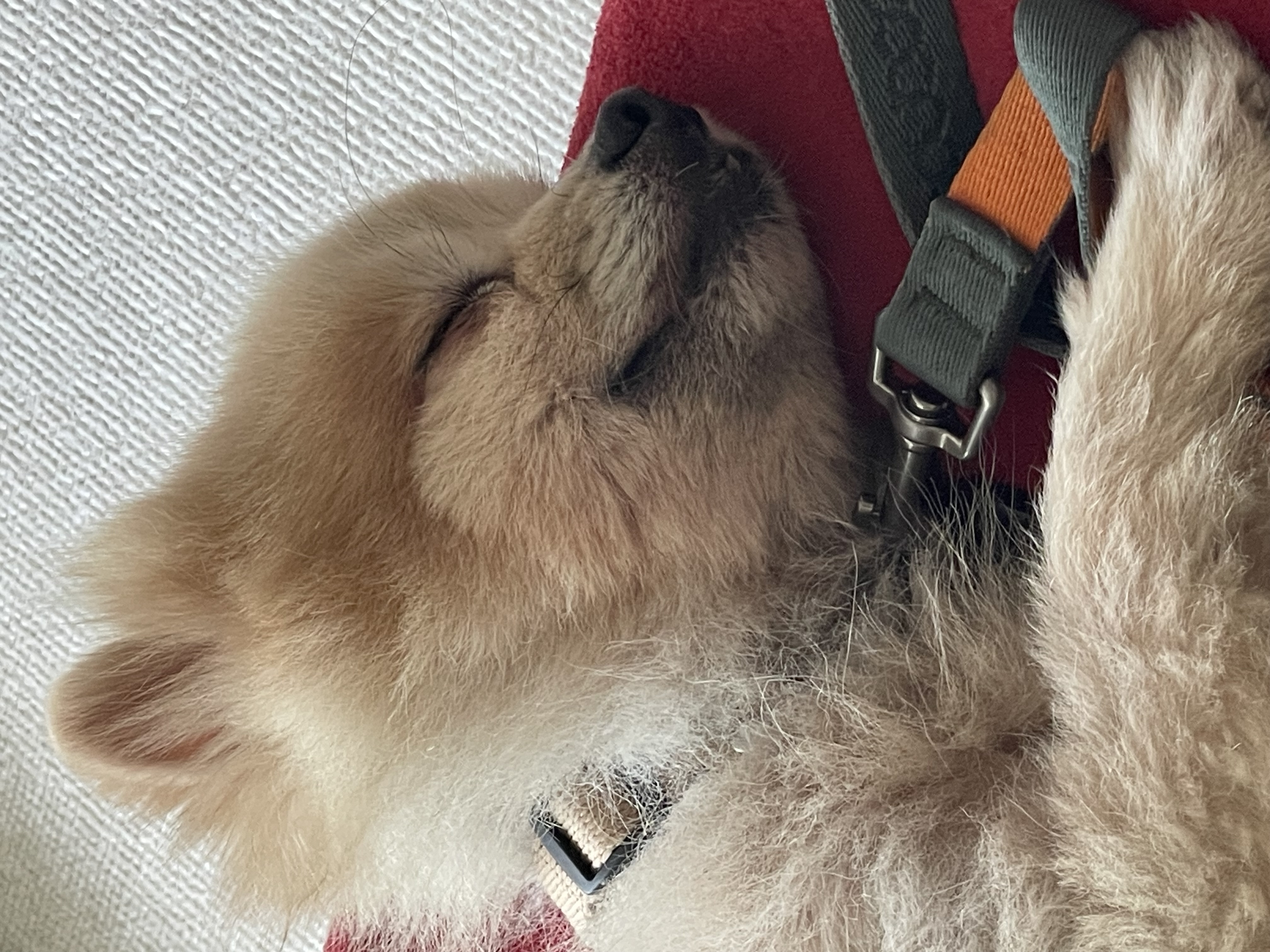 따봉(포키)임보 두달 이야기