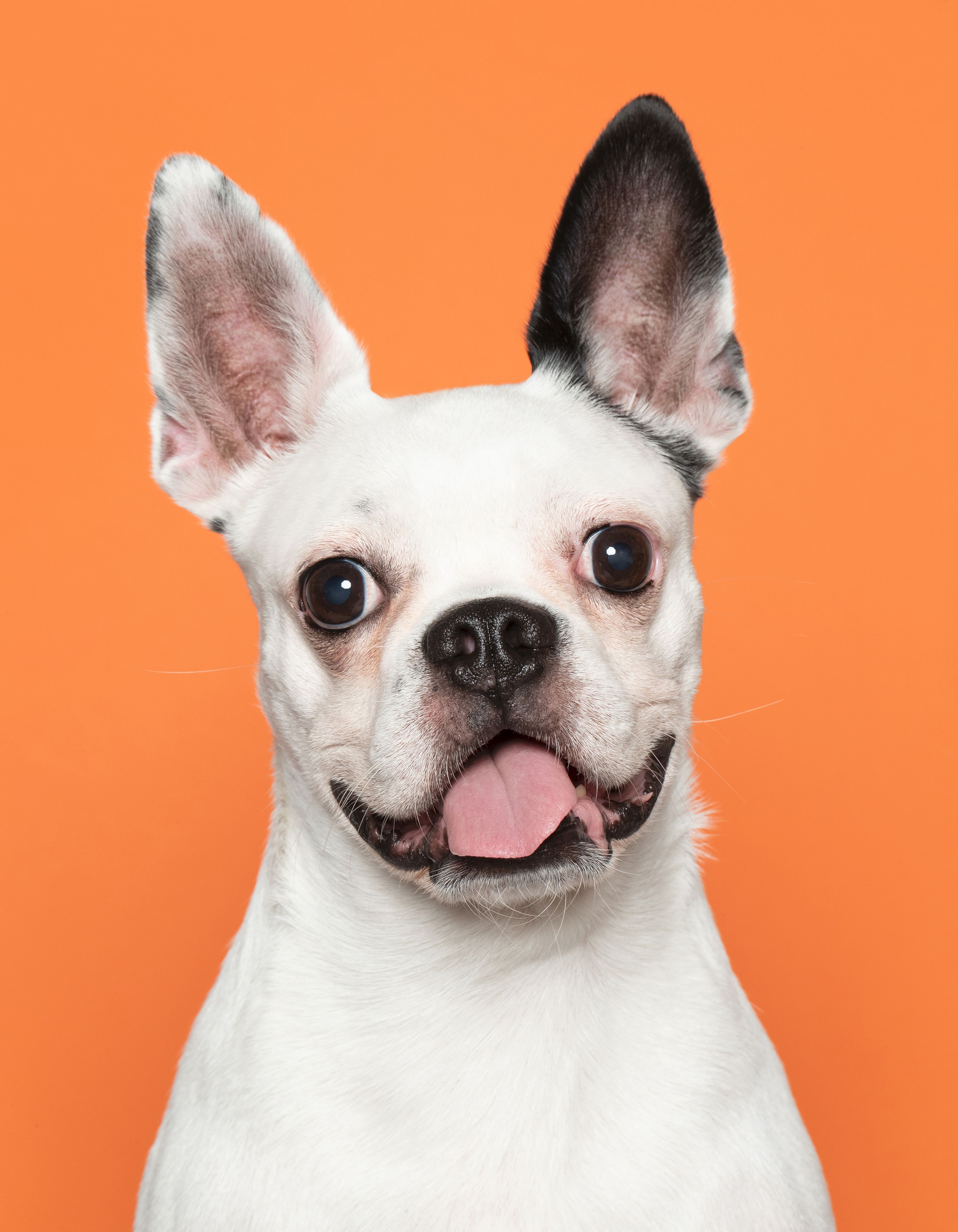 아인이(애디) 2년차 입양후기