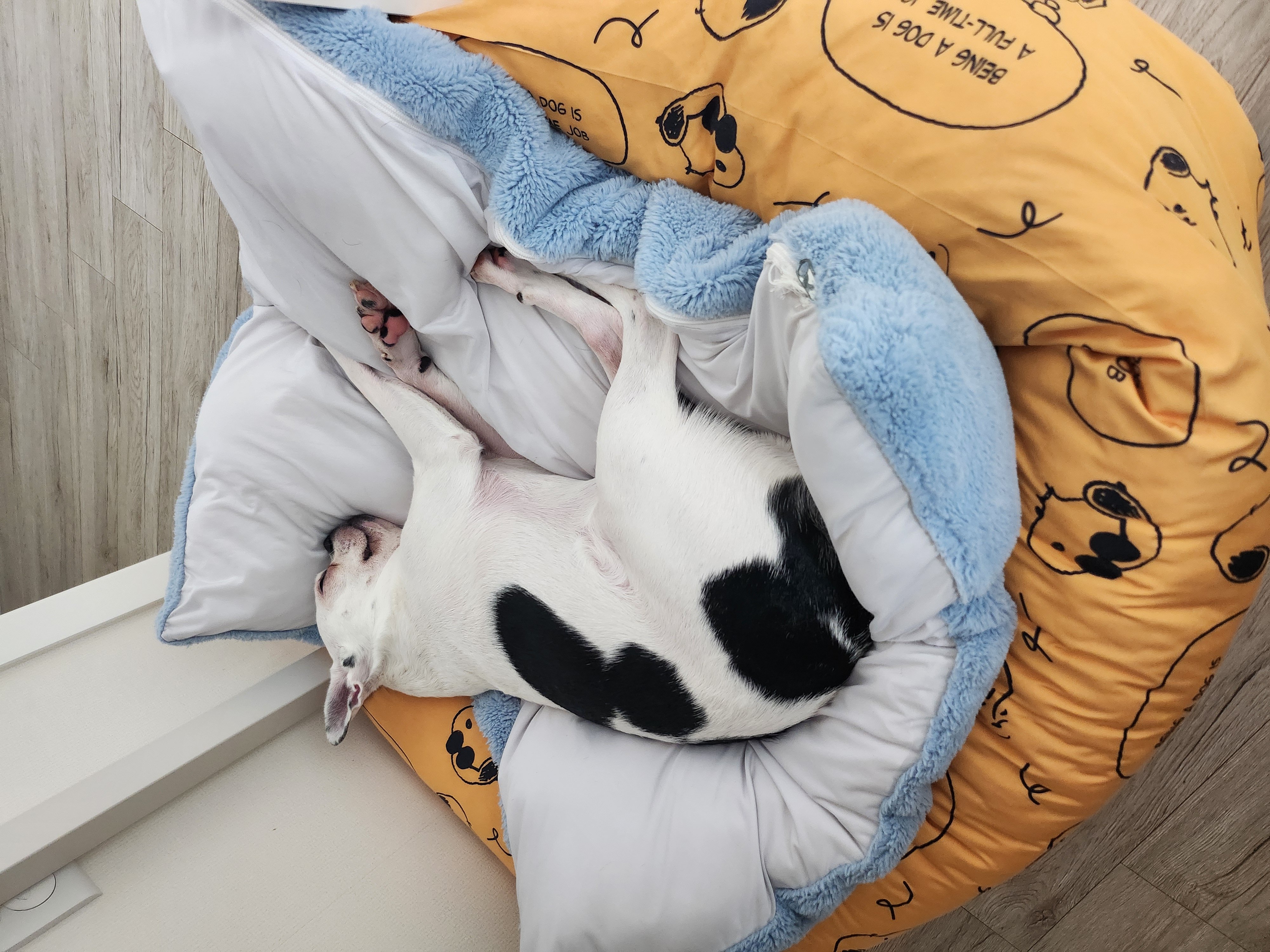 아인이(애디) 2년차 입양후기