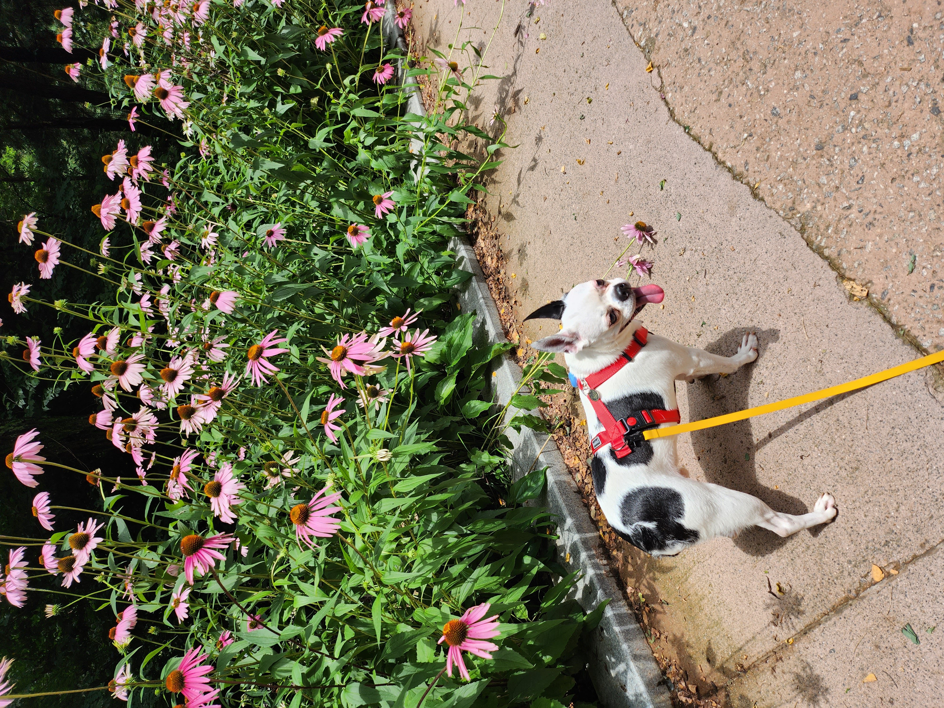 아인이(애디) 2년차 입양후기