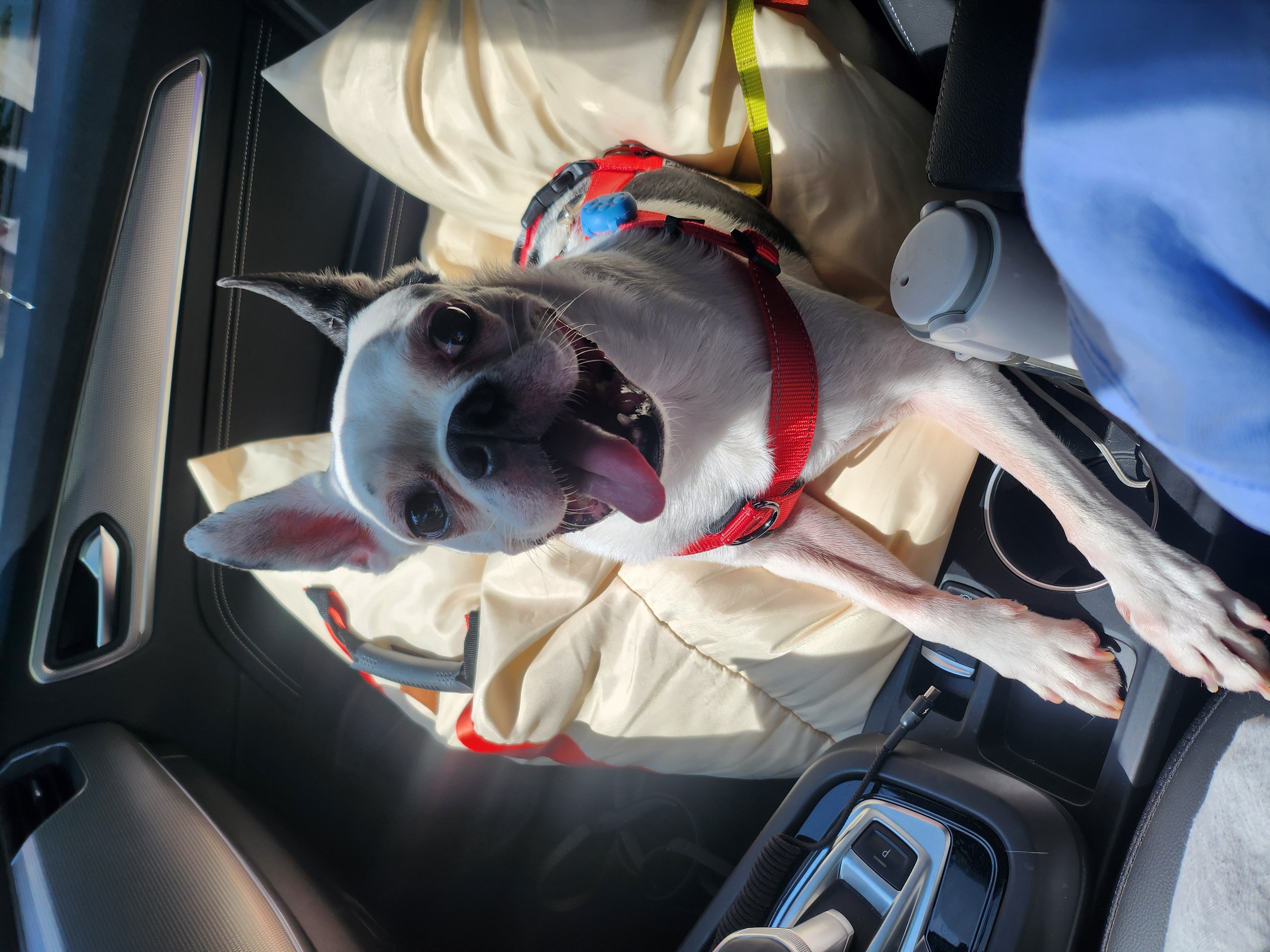 아인이(애디) 2년차 입양후기